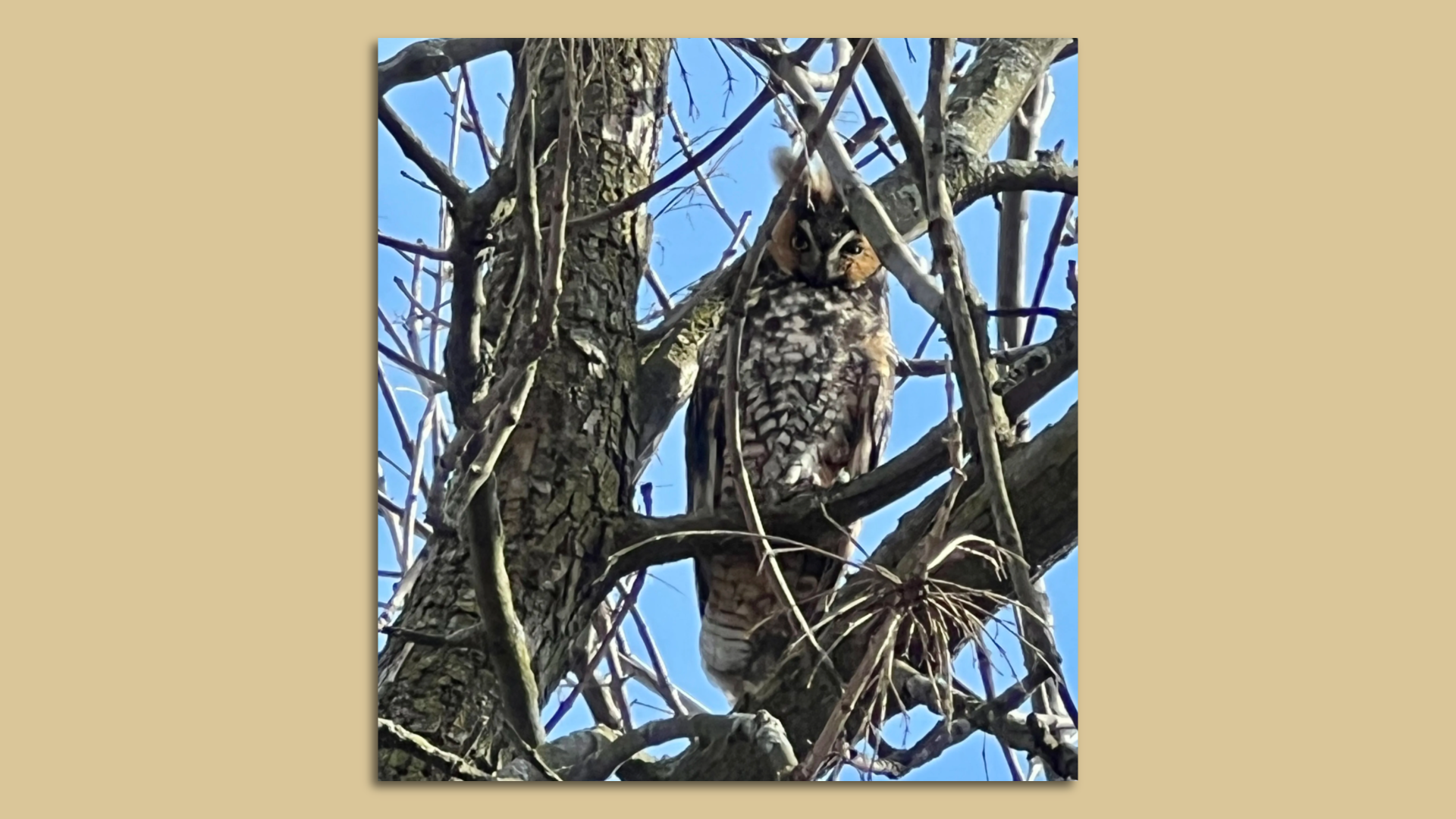 An owl in a tree staring straight at the camera.