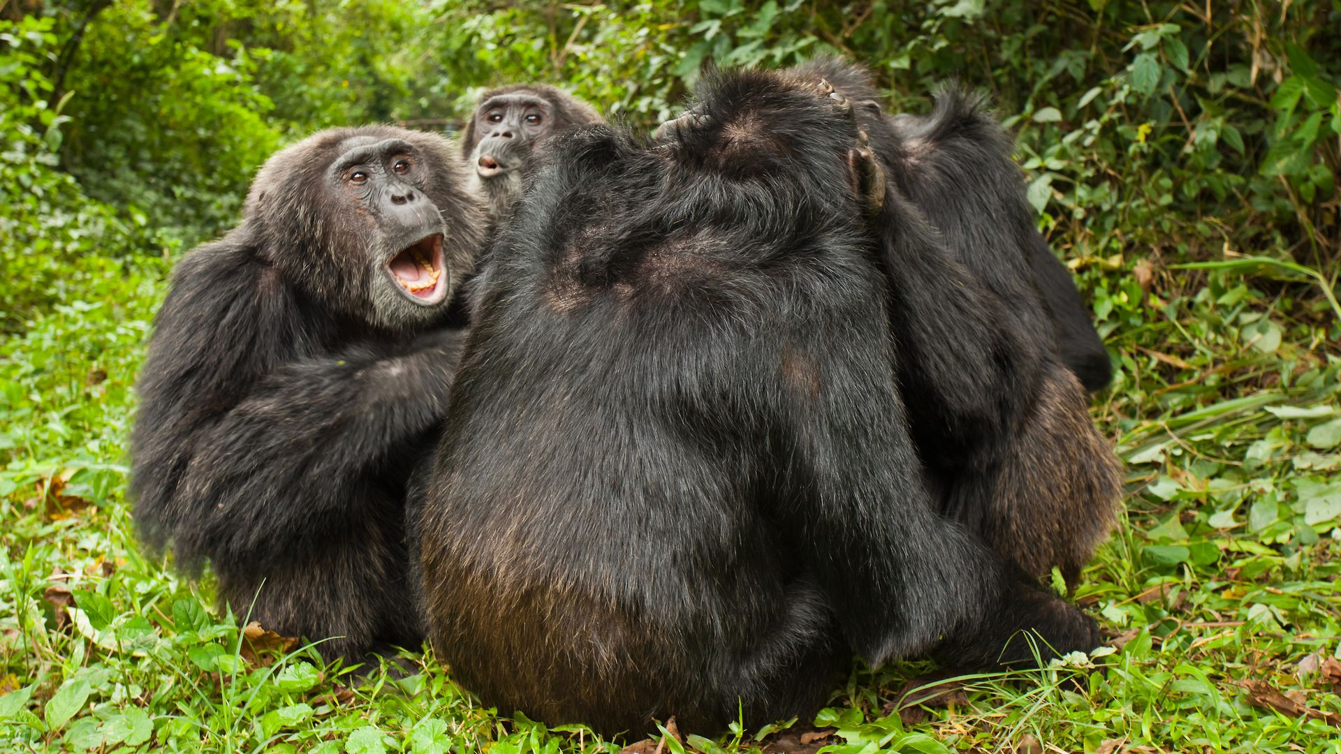 A group of male chimpanzees grooms together