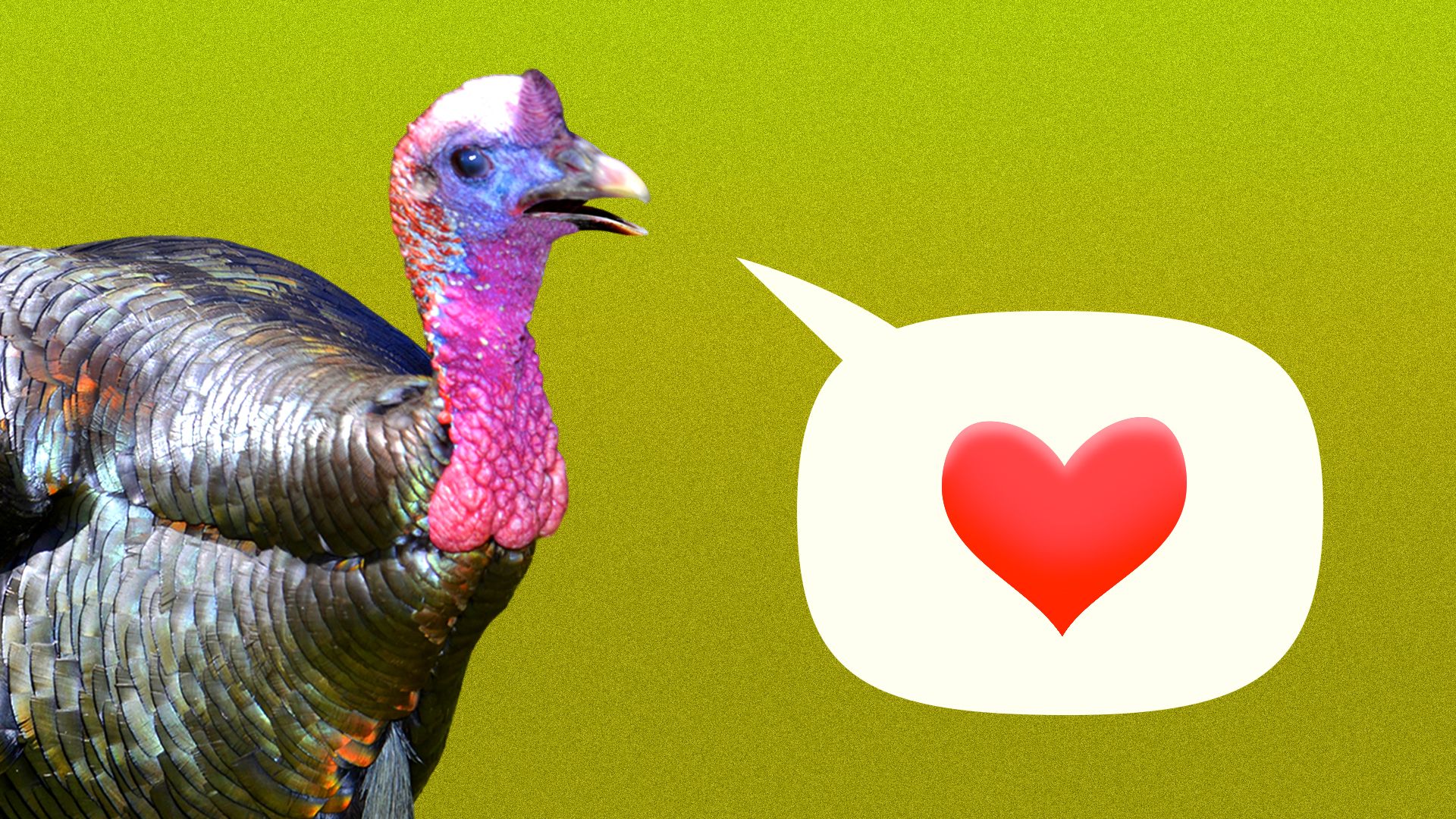 Illustration of a turkey with a word balloon containing a heart coming out of its mouth.