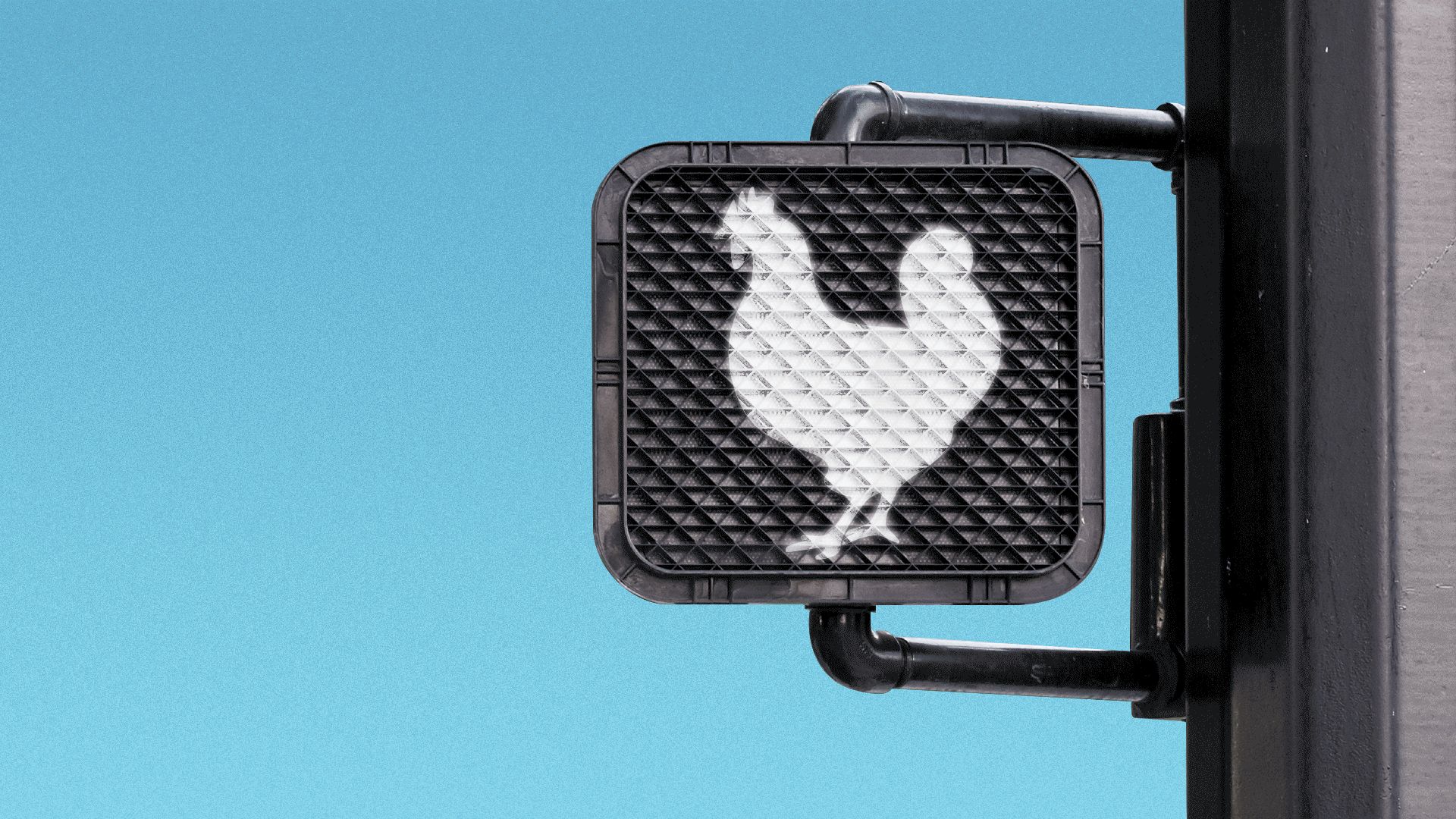 Animated illustration of a flashing crosswalk signal with a chicken walking light instead of a person. 