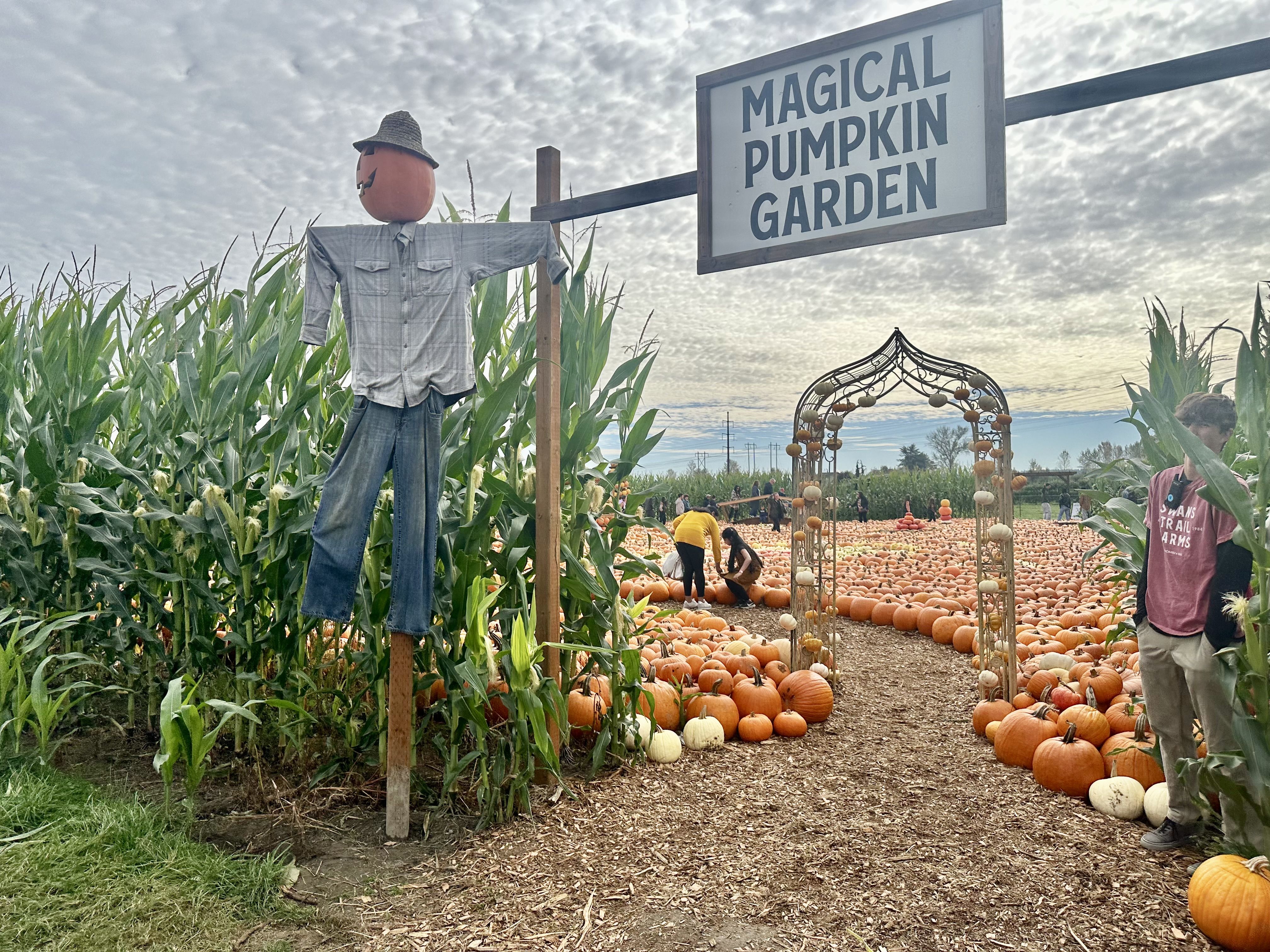 A scarecrow next to some corn, and a sign that says "magical pumpkin garden" above a gateway leading to rows and rows of pumpkins and an archway.