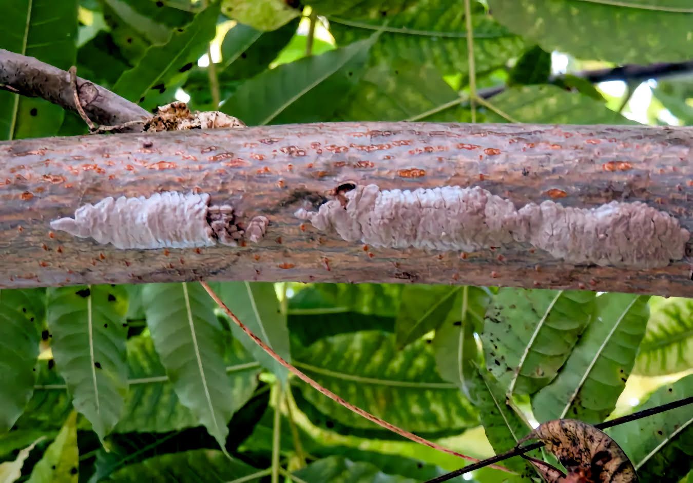 Horizontal tree branch with two long, white, crusty fungal growths across a split in the bark; green tropical leaves form a dense background.