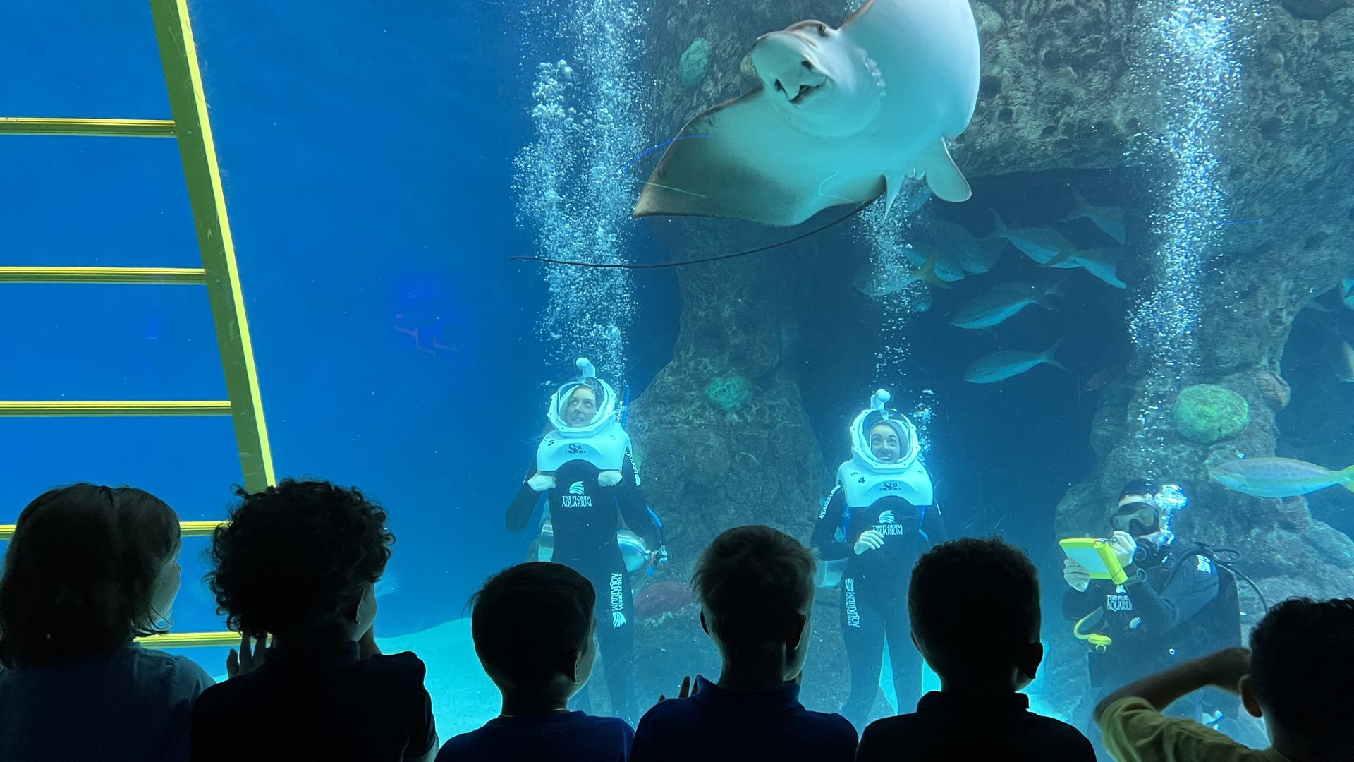 kids look in the tank as Selene does SeaTrek and a sting ray swims by