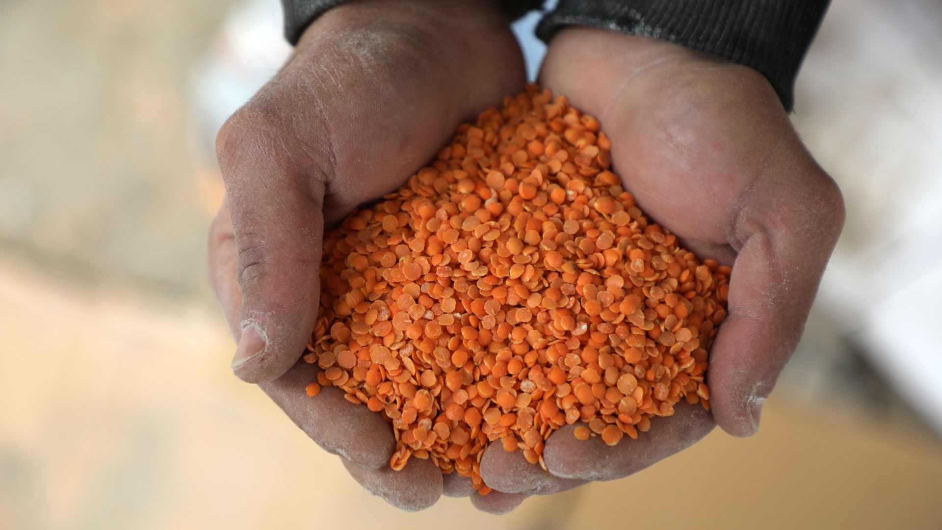 Two hands hold up and display orange lentils.
