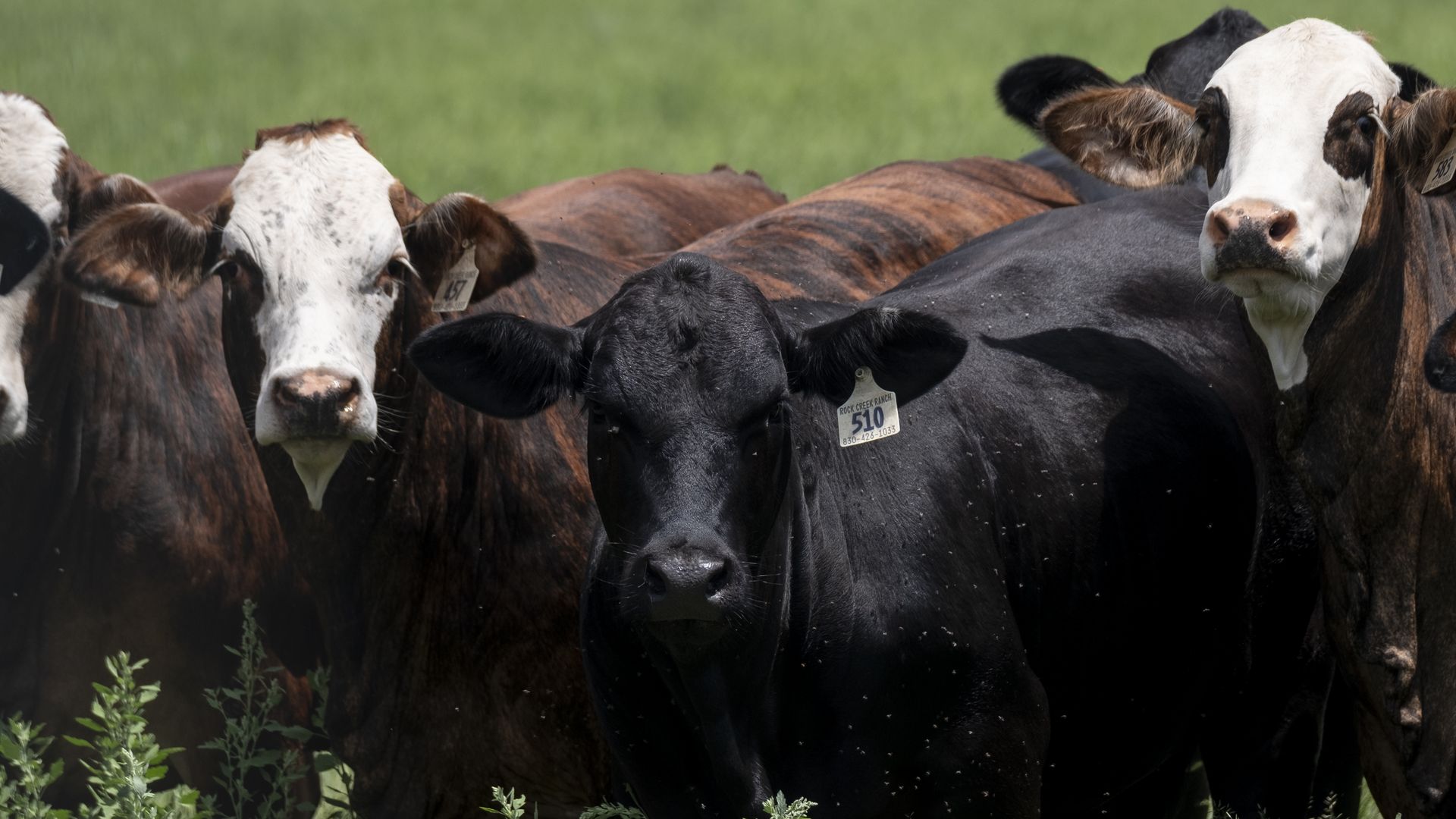 Cattle roam a field on June 6, 2026 in La Pryor, Texas. The first case of the New World Screwworm parasite, since its eradication from the country in 1966, was reported in Zavala County's La Pryor on Wednesday by the United States Department of Agriculture. 