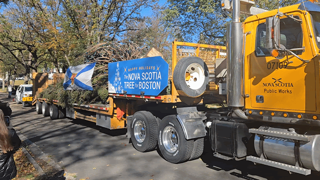 Truck drives tree down a hill