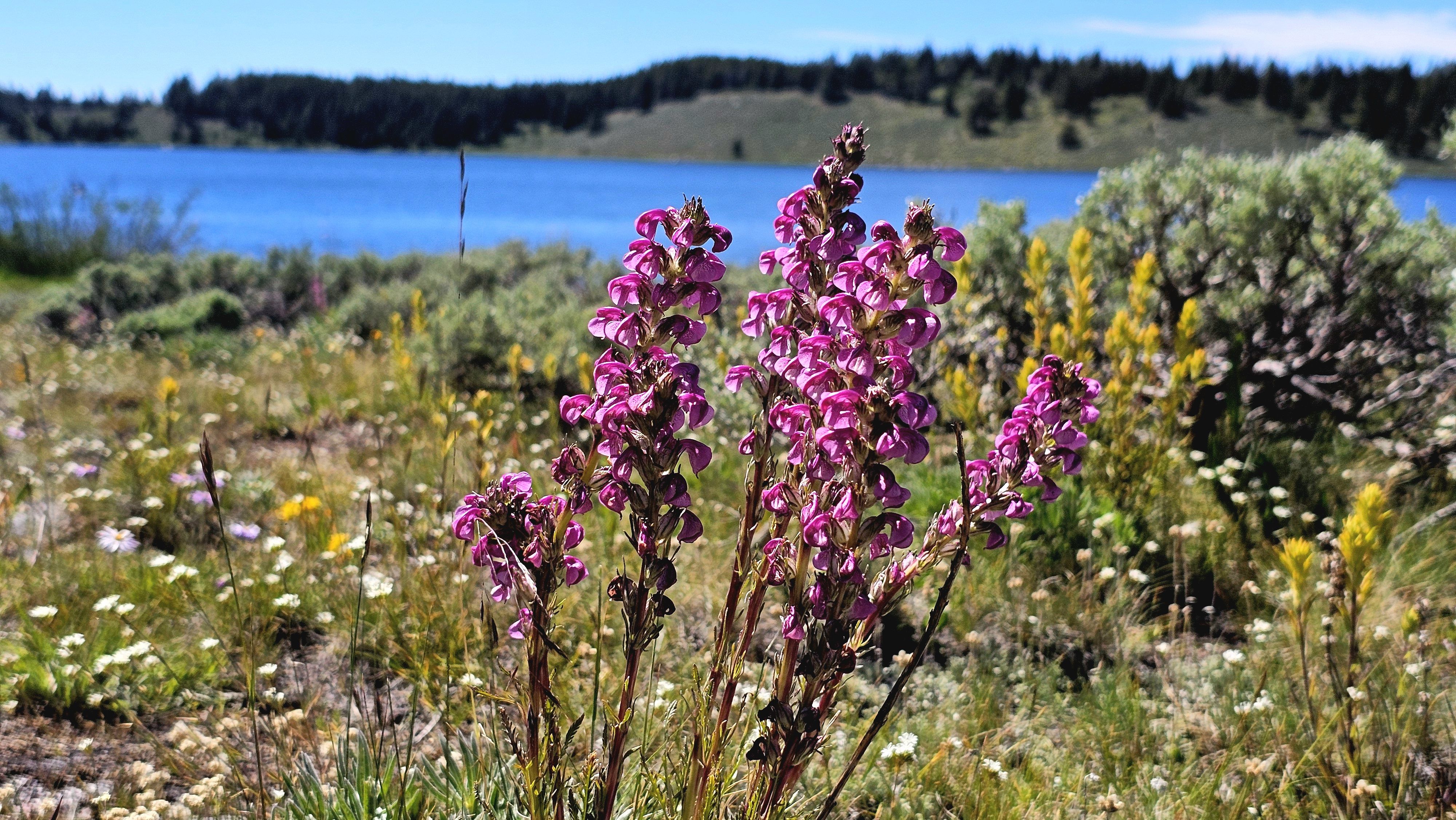 Bright pink flower stalks dominate the foreground, with a blue lake and distant tree-covered hills under a clear sky. Wildflowers and greenery fill the midground.
