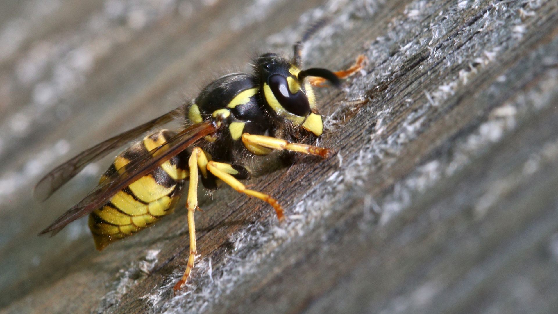 Macro close-up of a yellow-and-black wasp on rough, weathered wood, showing a striped abdomen, dark head and thorax, translucent wings, and orange legs.