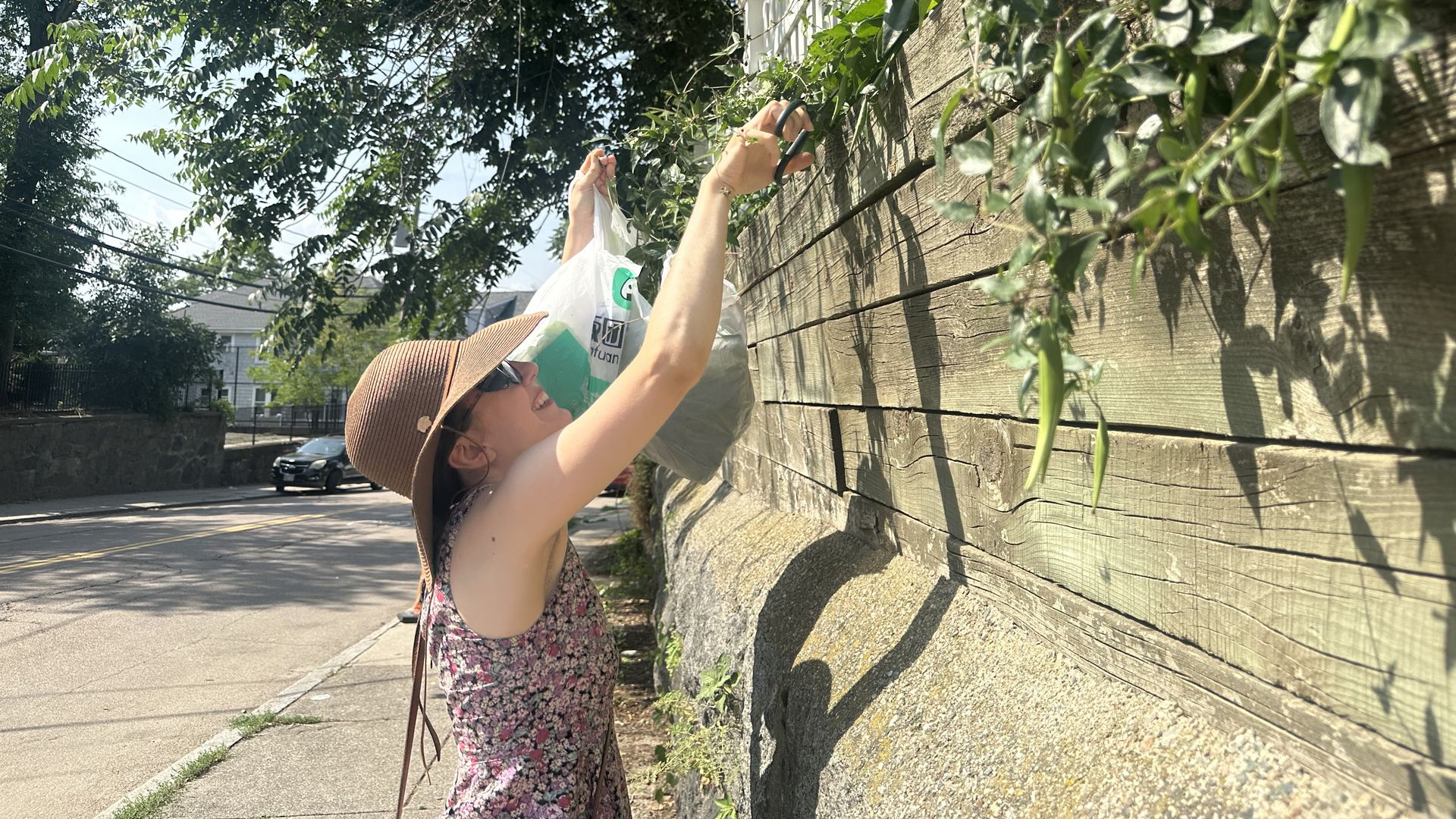 A JP resident wearing a brown sun hat and floral dress cuts off black swallow-wort vines with her scissors near the sidewalk and holds up the trash bag where the cut up pieces are going into.