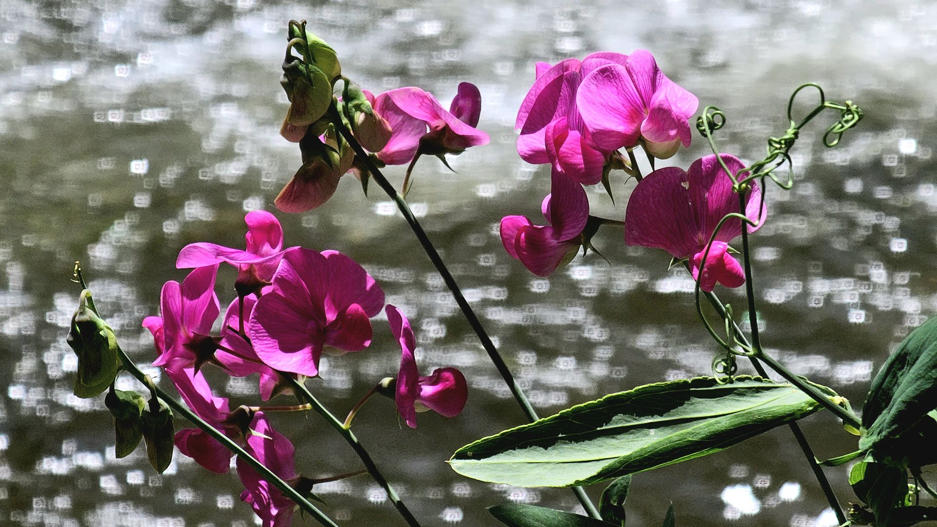 Bright pink blossoms on slender stems with curling tendrils and green leaves, set against a blurred gray waterside background with soft, reflective light.
