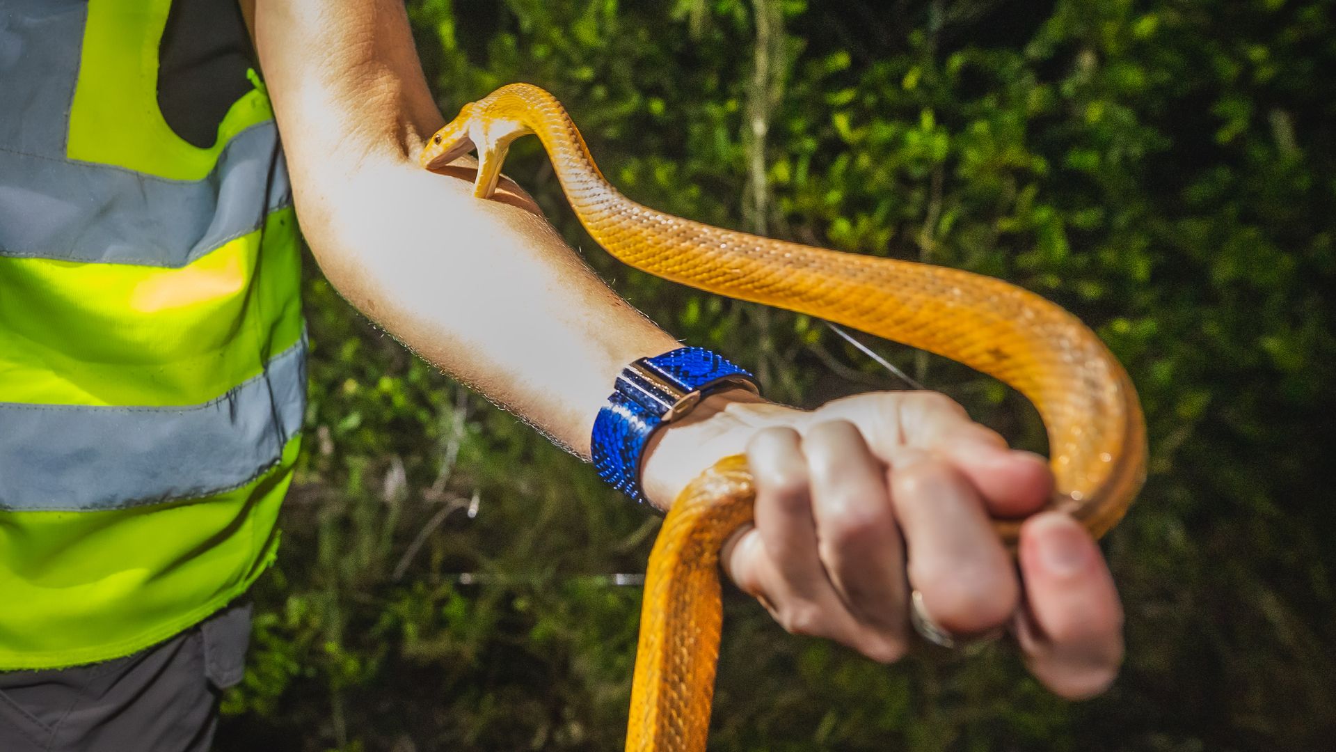 Siewe's blue python-skin watchband can be seen as she holds a yellow rat snake trying to bite her