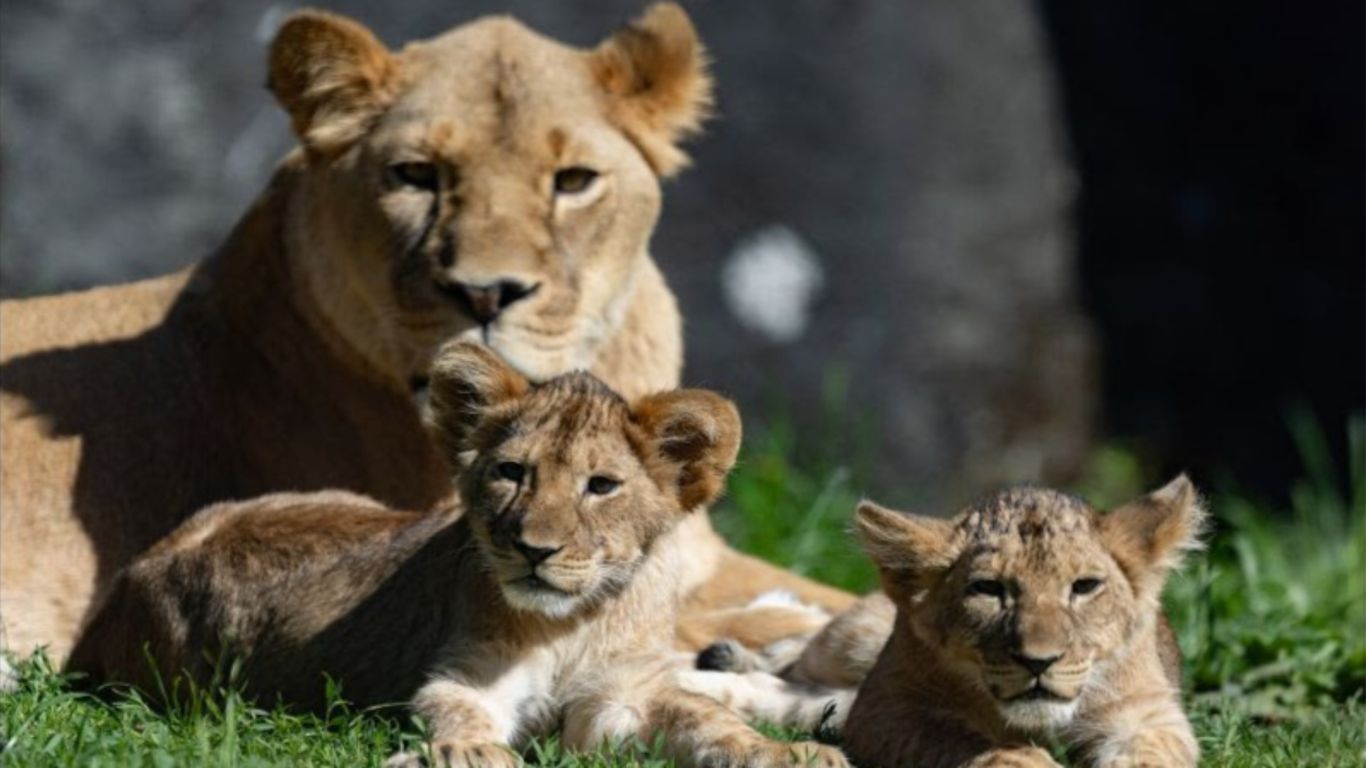 Seattle zoo's new lion cub stars step out