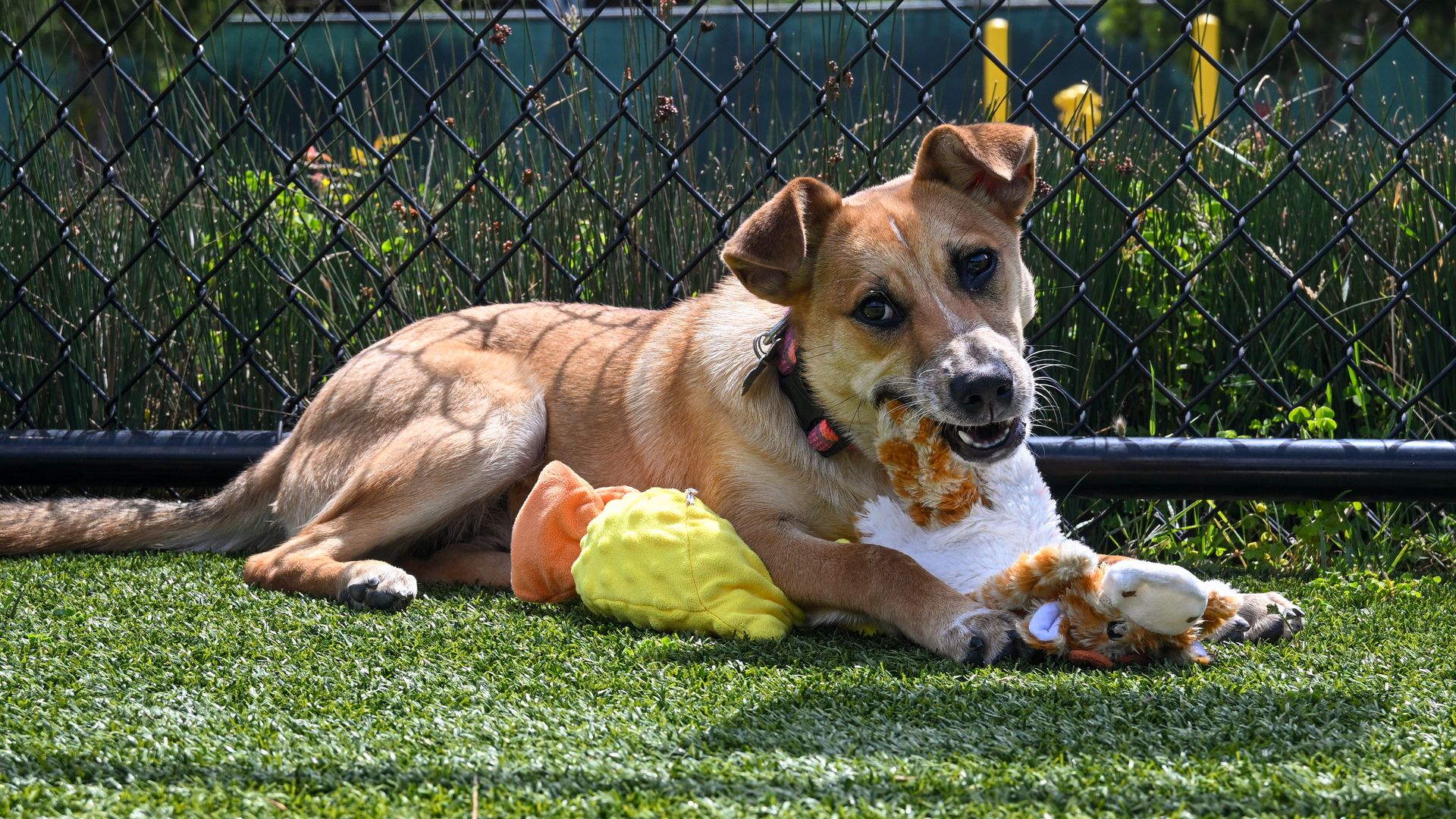 Tan dog with white facial markings lies on green grass in front of a chain-link fence, chewing a plush orange-and-white bone toy; a yellow fabric toy sits nearby in bright sunlight.