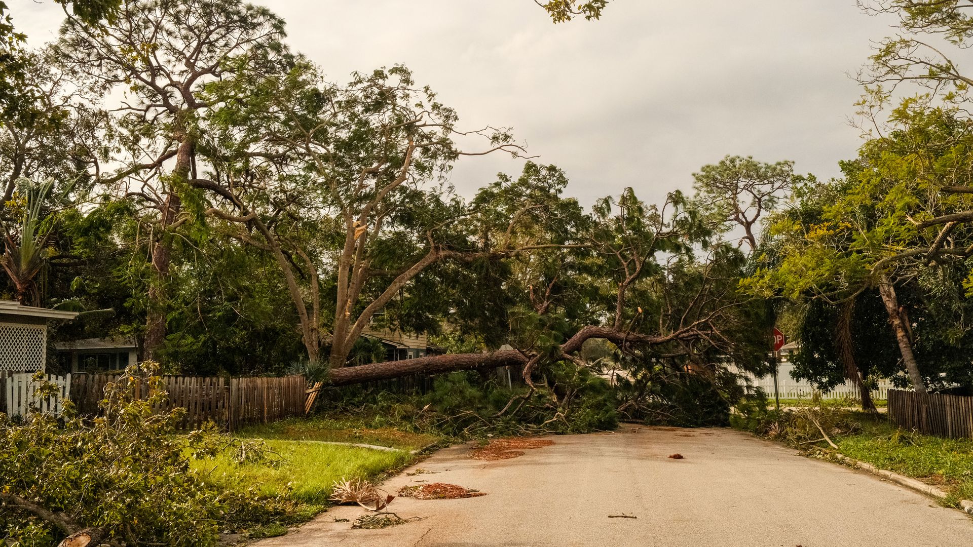 Downed trees after Hurricane Milton in St. Petersburg.