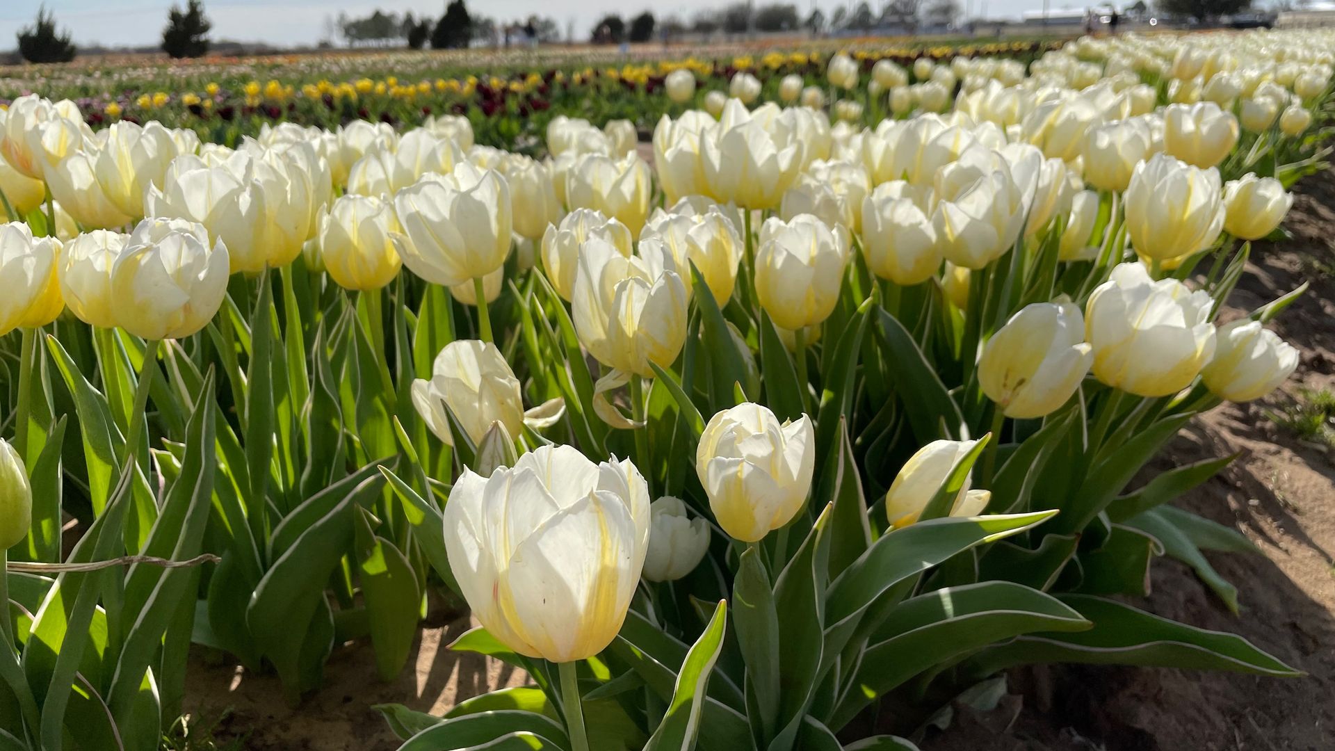 A photo of tulips