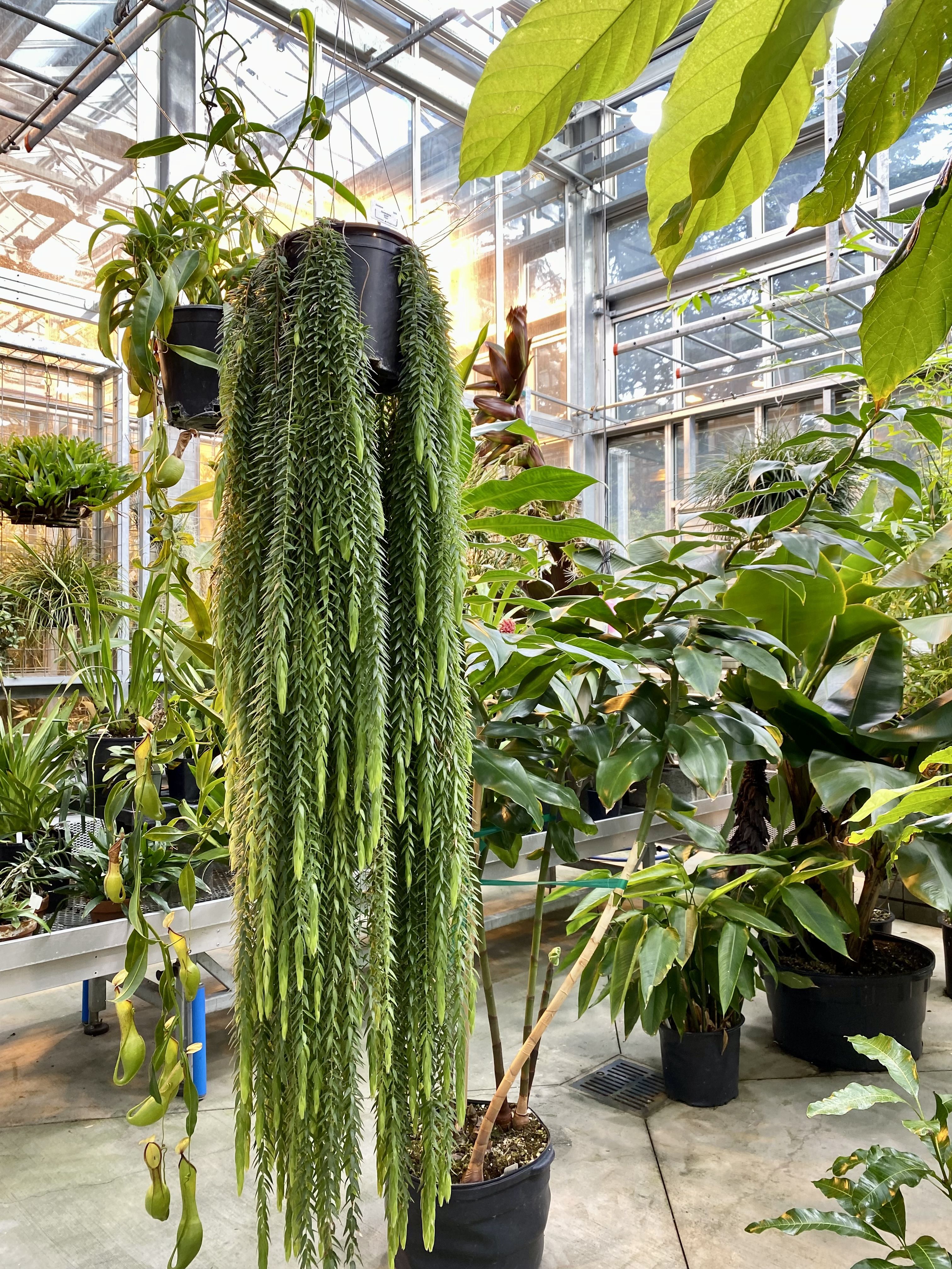 A hanging plant shown next to other plants in a greenhouse.