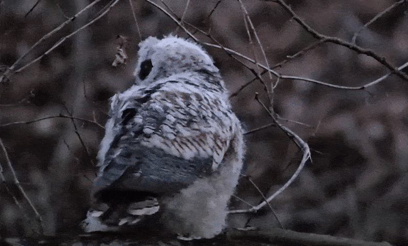 Muppet the great horned owl chick looking back from a tree in Pittsburgh