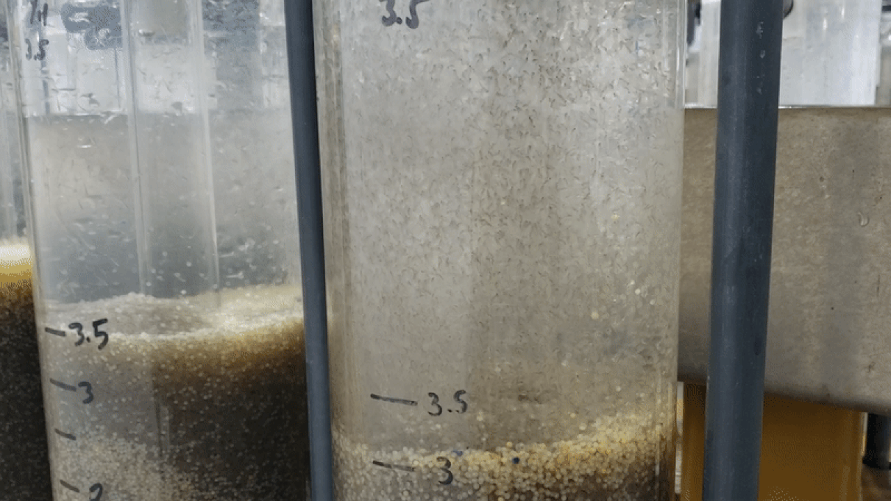 Walleye eggs hatching