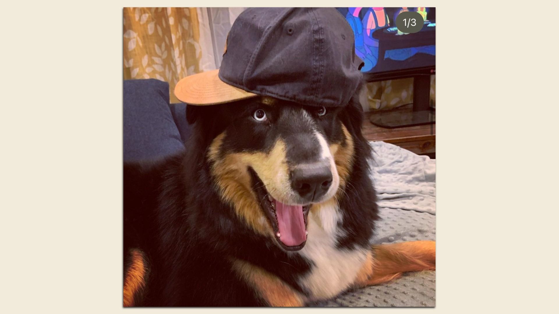 Fluffy black, white, and tan dog wearing a gray cap perched on its head indoors, tongue out, sitting on a rug with patterned curtains and a TV in the background.