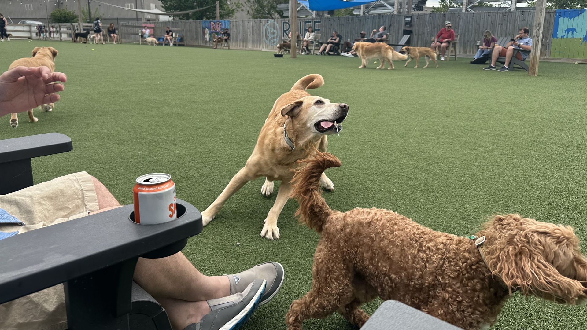 Karri's dog and a labordooble 