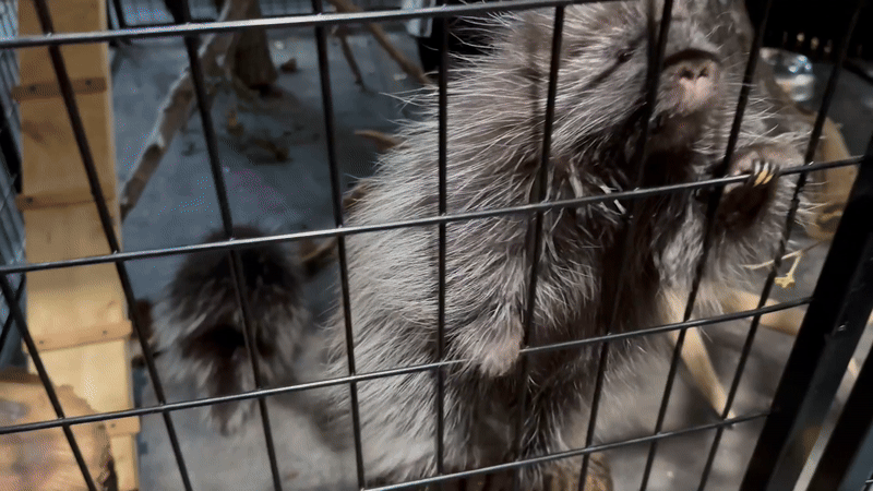 a porcupine climbing a cage 