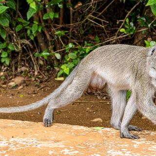 U.S. sailor en route to Strait of Hormuz sidelined by monkey attack