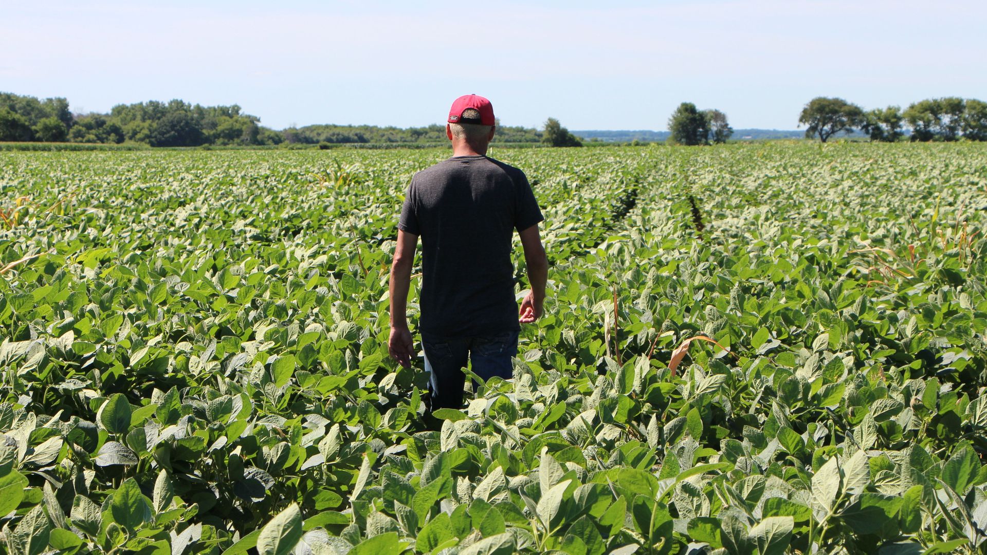 Farmer Terry Davidson walks through his soy fields July 6, 2018, in Harvard, Illinois.