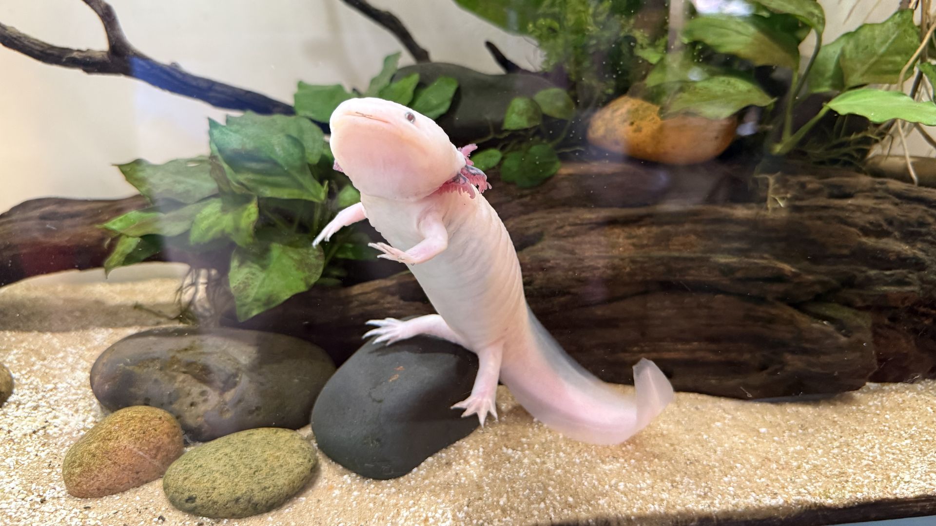 A pale pink axolotl with feathery external gills floats near smooth rocks and lush green plants inside a glass aquarium with sandy substrate.
