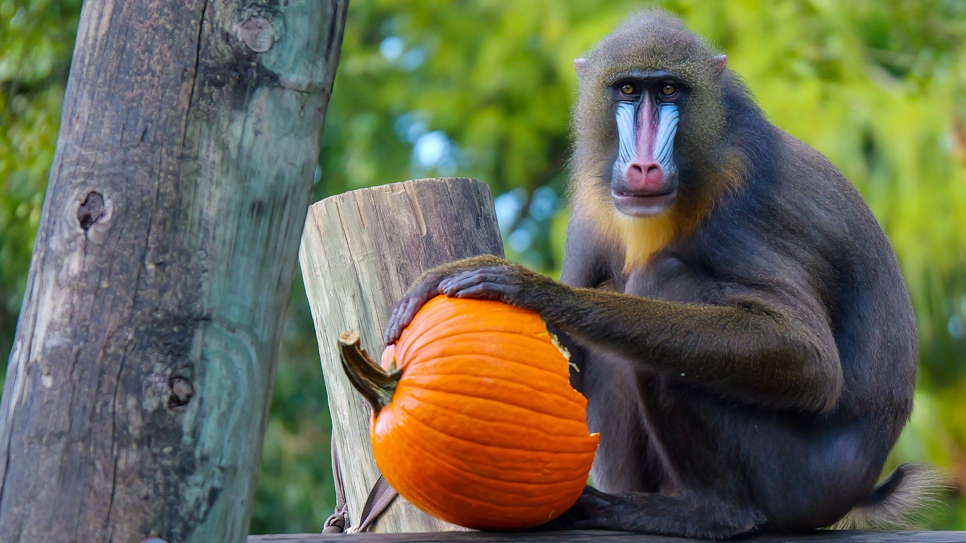 A mandrill sits on wooden logs, holding a bright orange pumpkin. A weathered tree trunk stands to the left, with green, blurred foliage in the background.