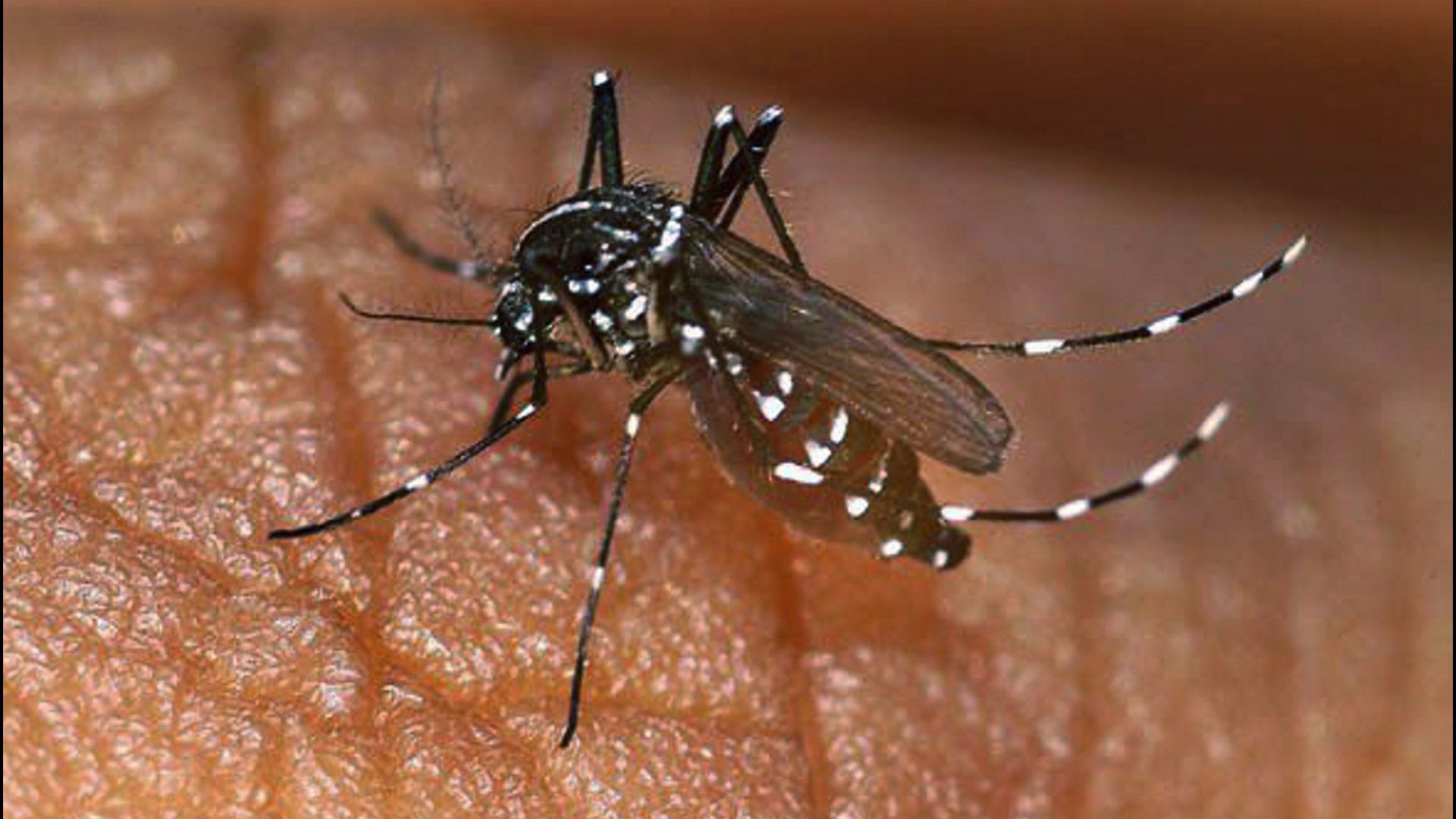 Asian Tiger Mosquito
