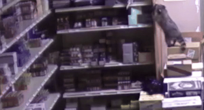 A gif of a raccoon trying to climb store shelves and falling on his back onto boxes