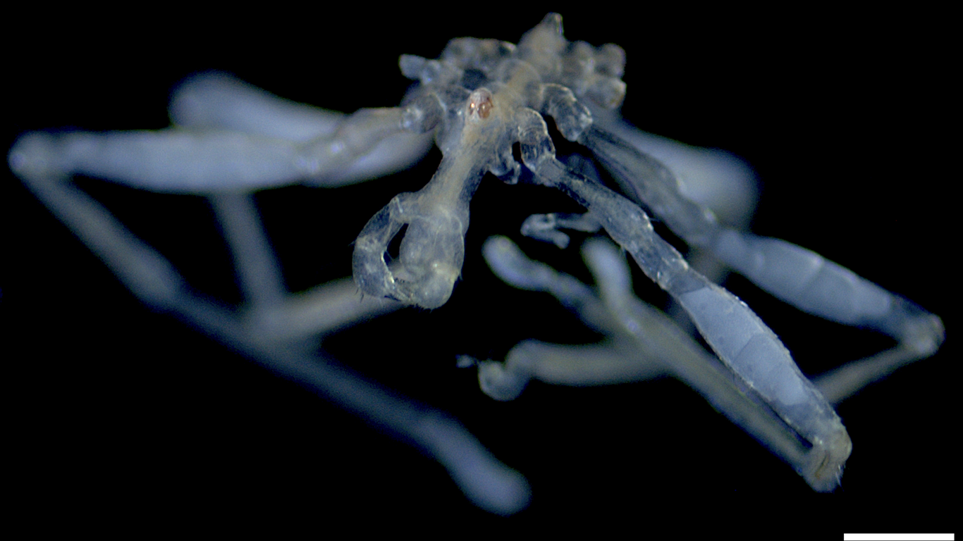 Scientists discover hairy-legged, red-eyed "nightmare fuel" sea spiders - Axios image
