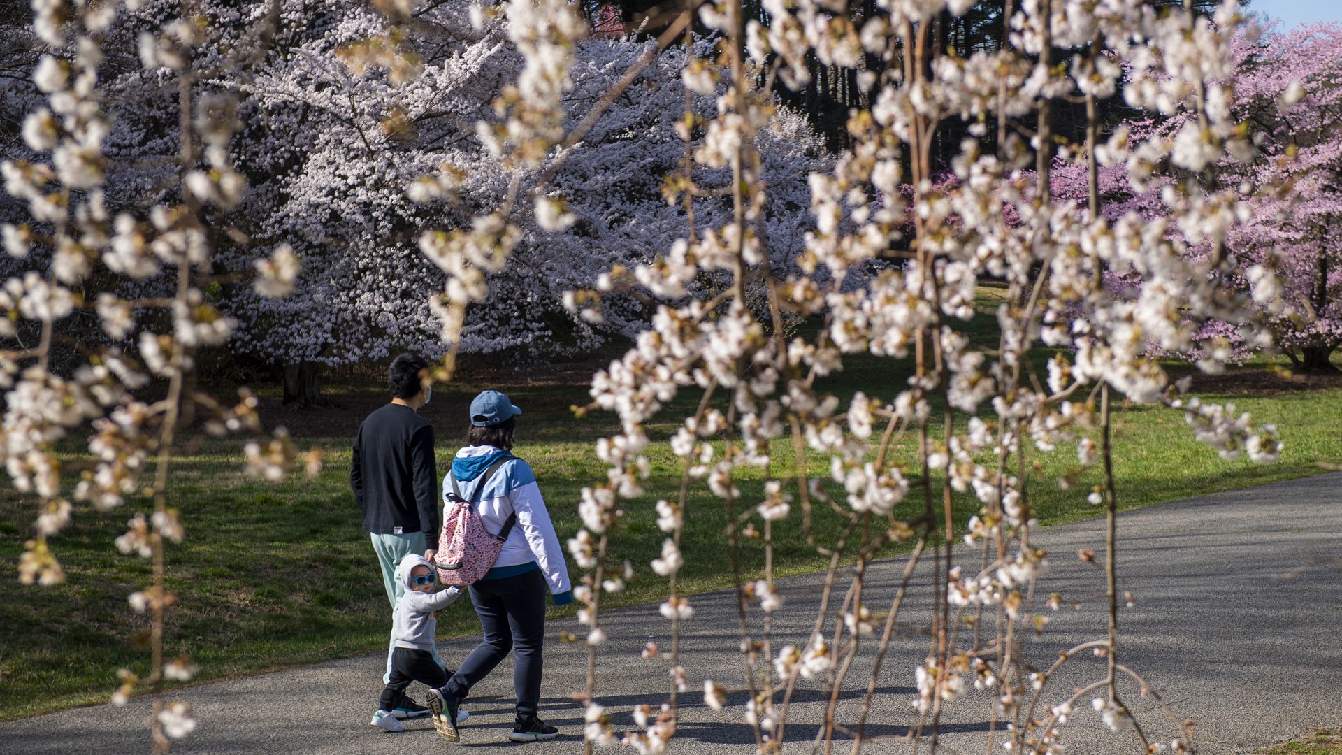 A family walks along a park path beneath blooming cherry trees; foreground branches frame a man, a woman, and a toddler with a pink backpack and blue cap, enjoying a sunny spring day.