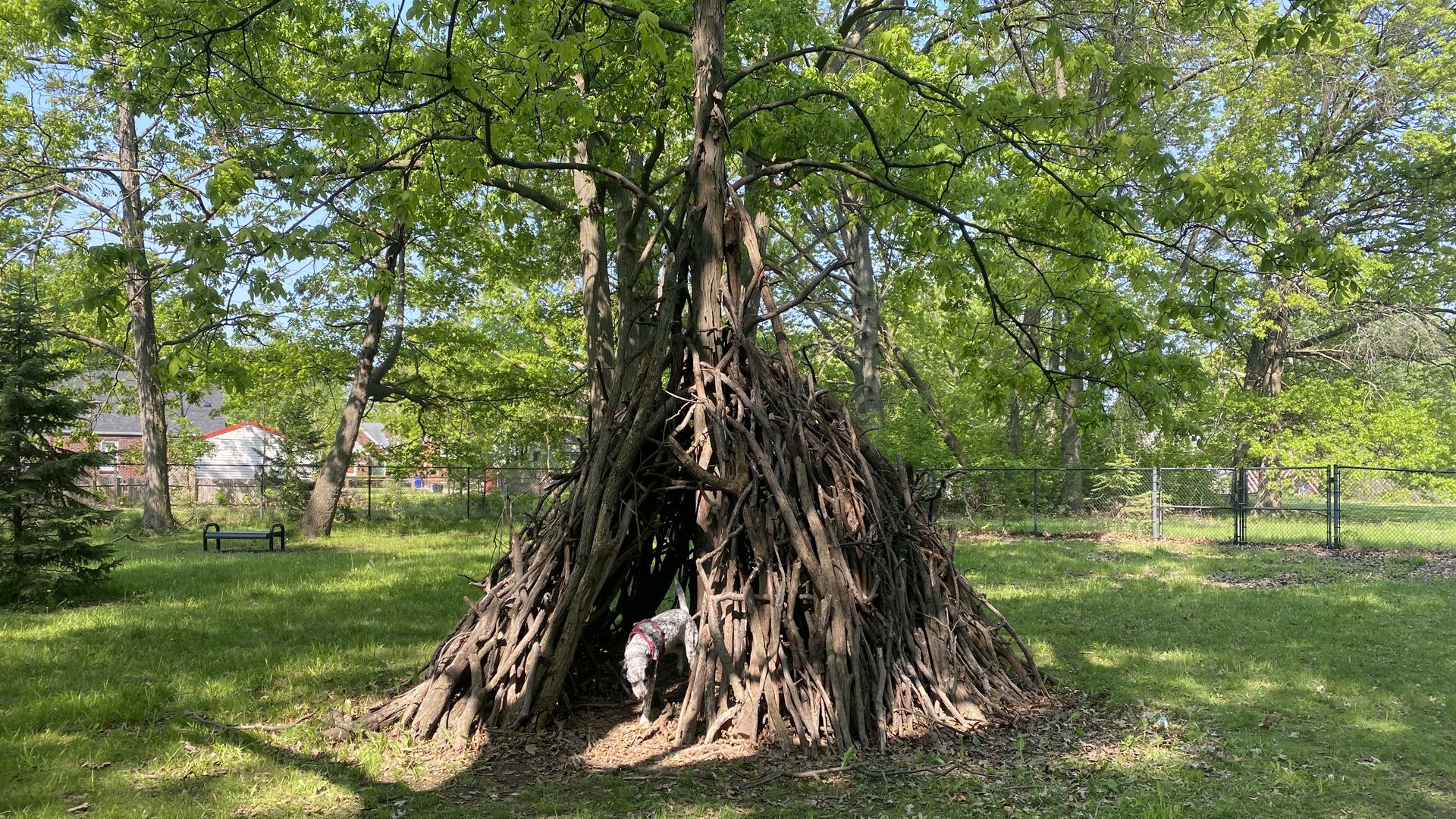 Sticks lean against a tree to make a fort with an opening in front.