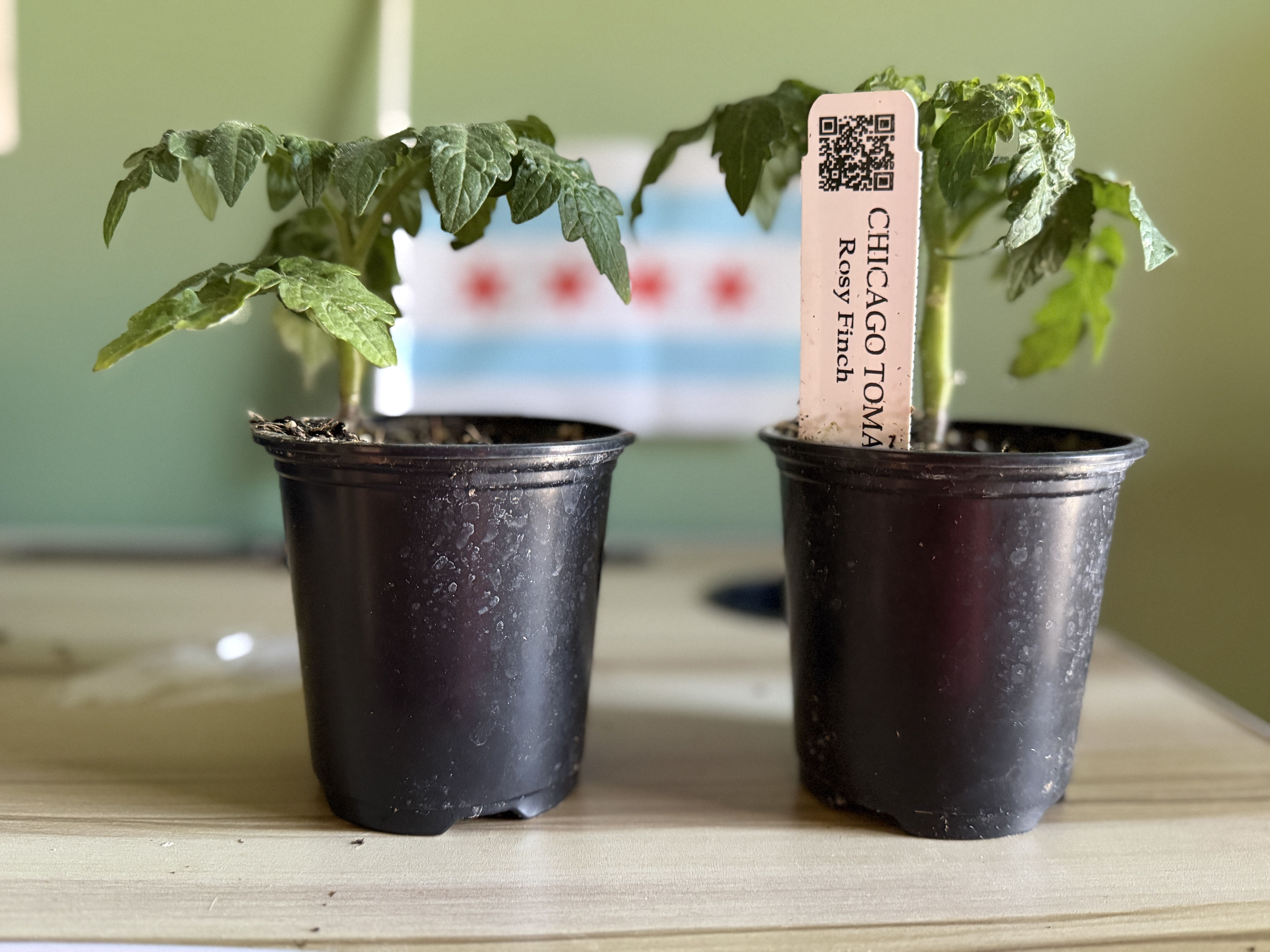 Two small tomato seedlings in black plastic pots on a wooden surface. A pink plant tag with a QR code reads CHICAGO and Rosy Finch between the plants; blurred background.