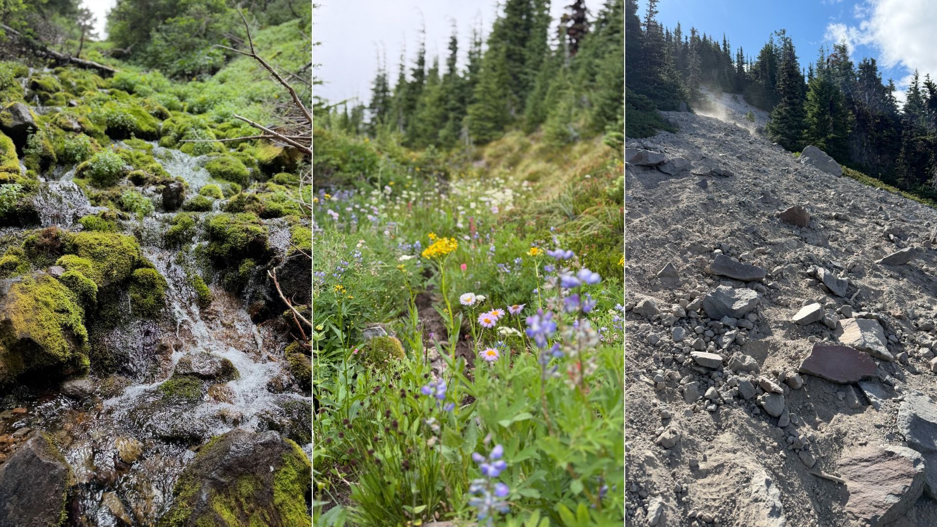 Three-panel nature scene: left shows moss-covered rocks with a small stream in a forest; middle is a sunlit meadow dotted with wildflowers; right is a rocky scree slope with evergreen trees.