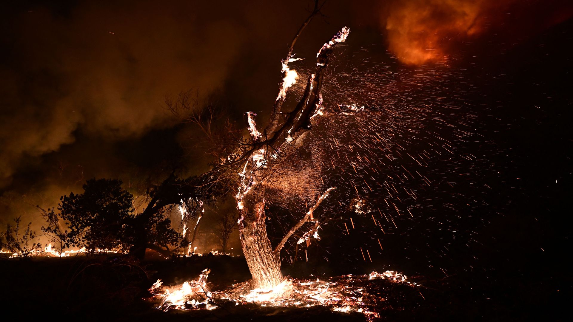 Photography of a tree on fire.