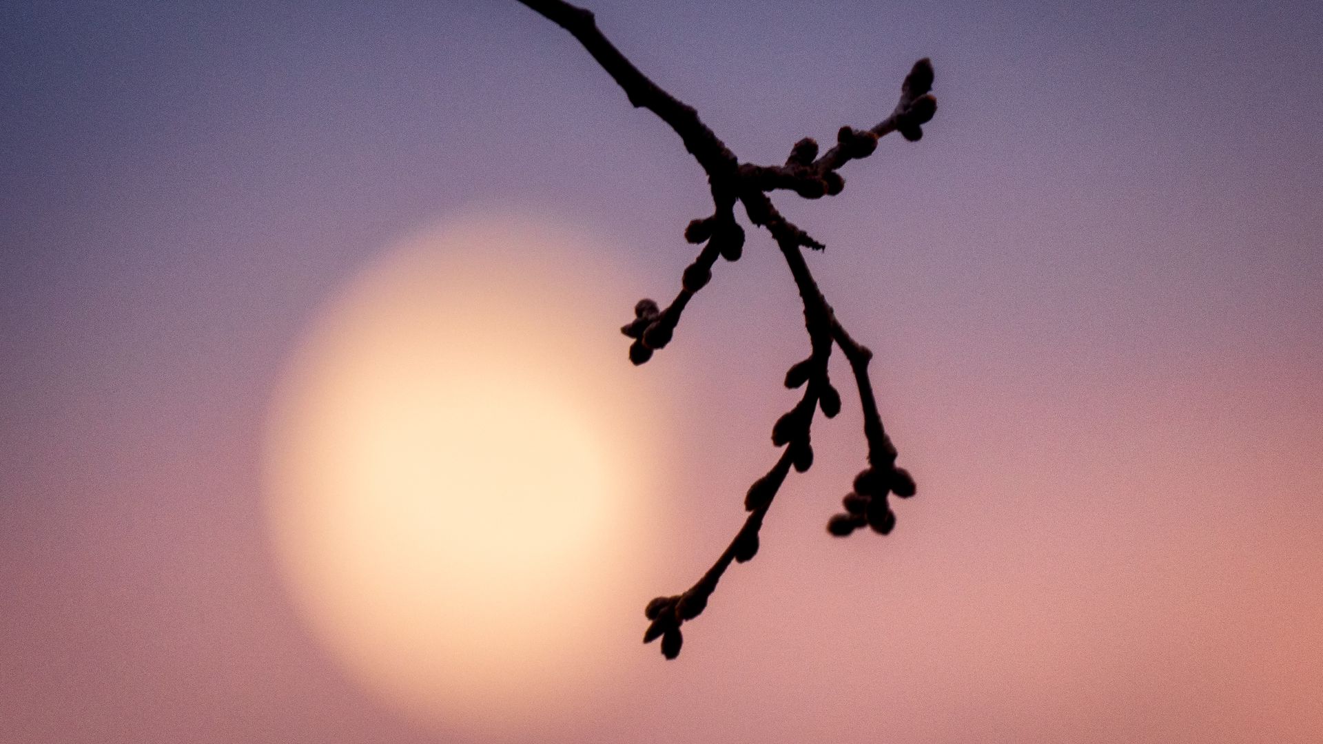 A very tight close-up of cherry blossom tree buds