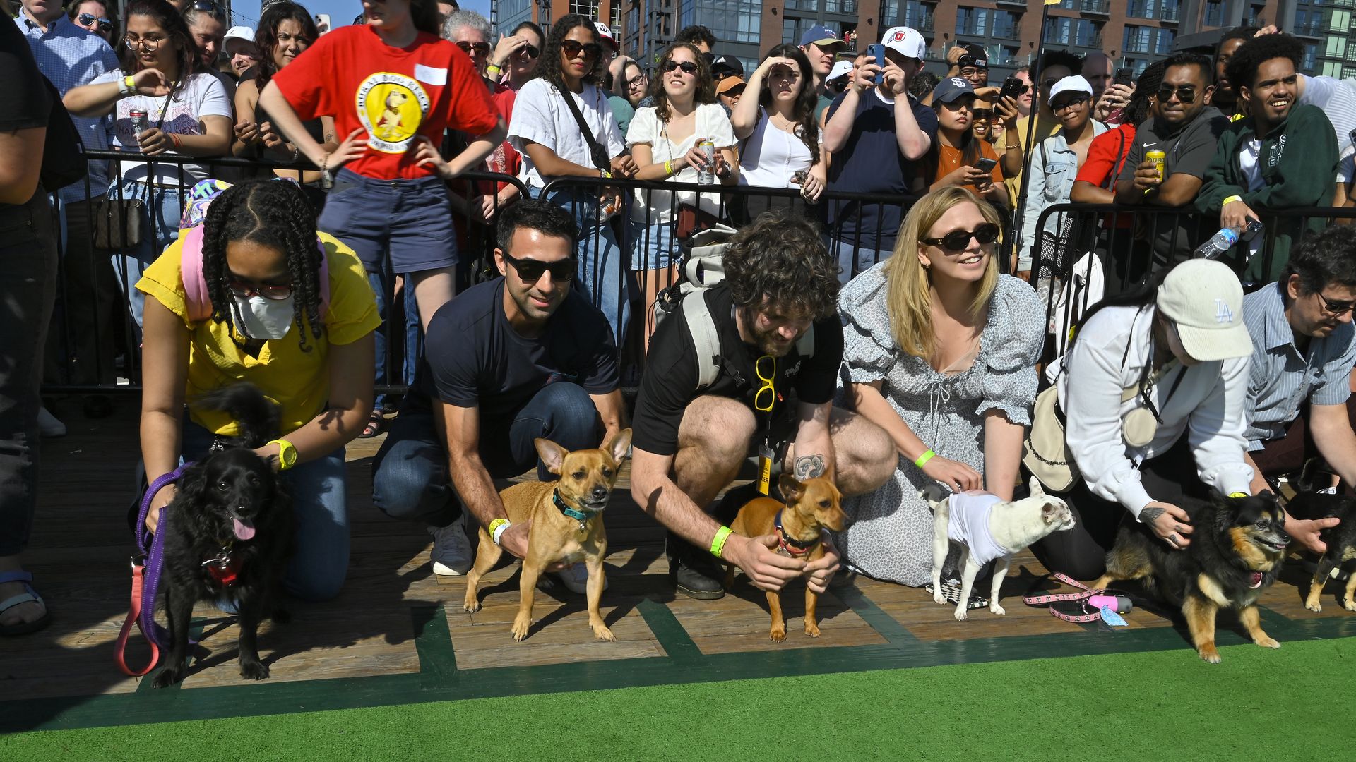 Chihuahua dog owners hold their pets on the starting line of the race