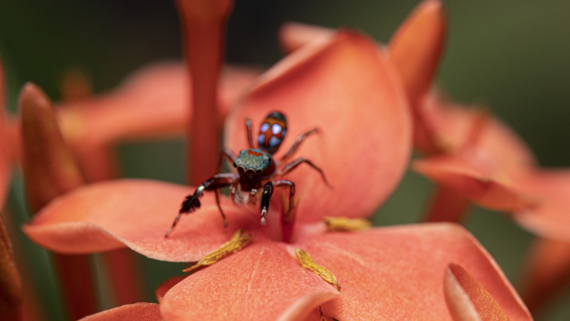 Spider (Siler collingwoodi) on a flower
