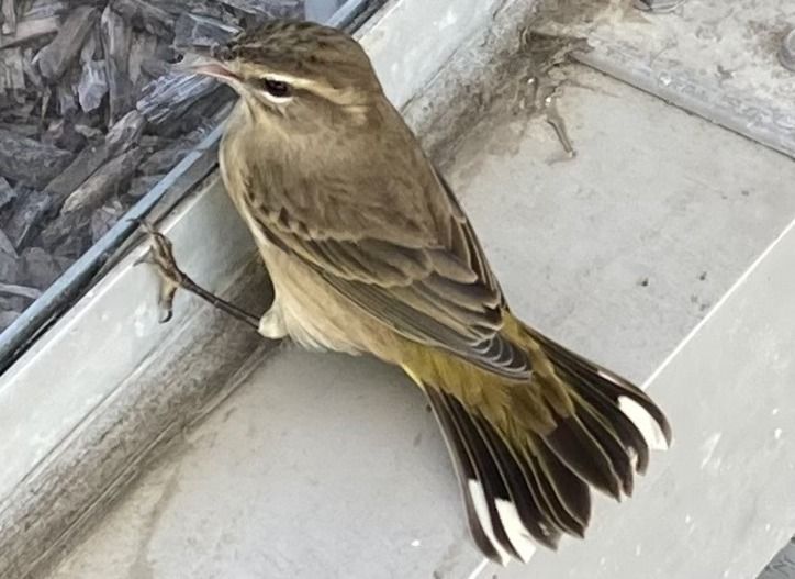 A palm warbler near the Johnstown airport in Western Pennsylvania in summer 2024