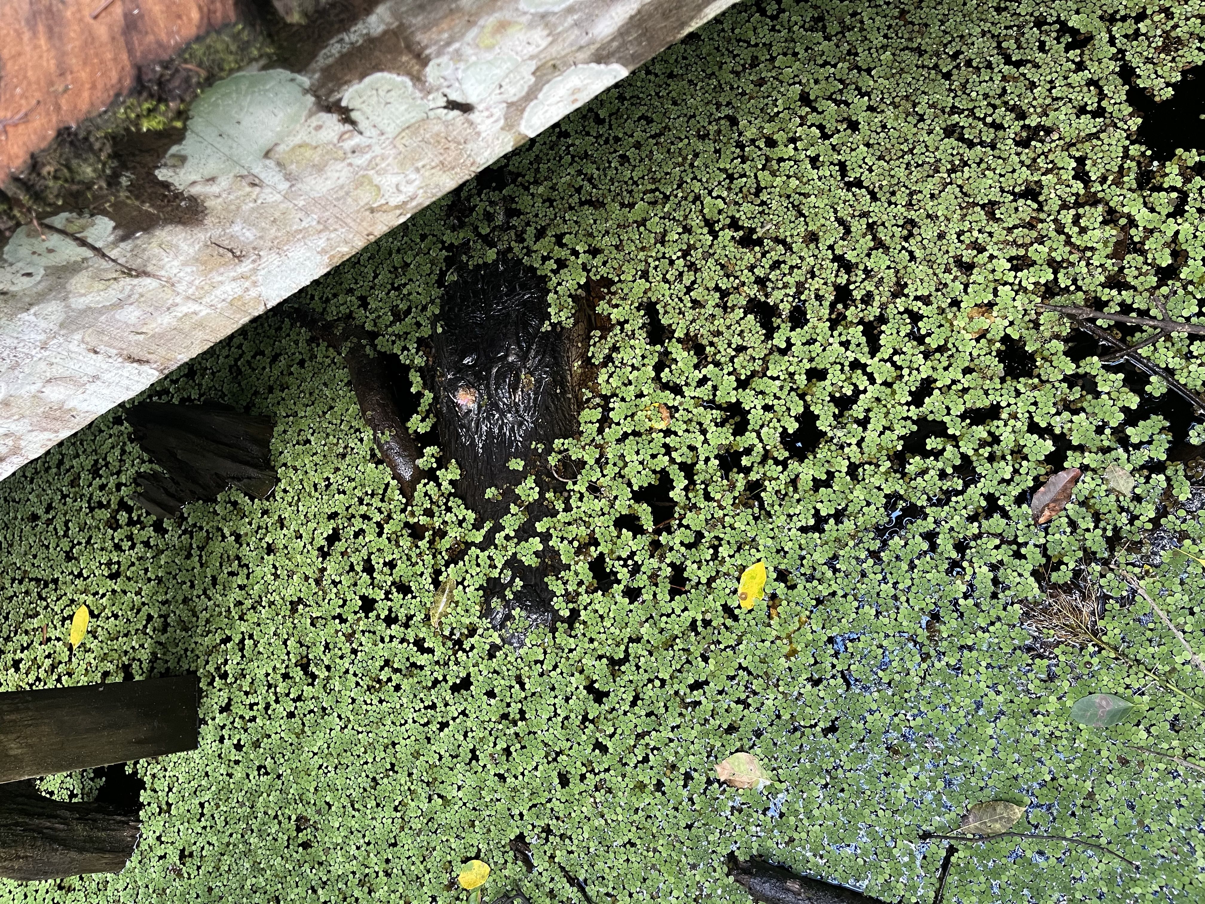 An alligator head poking out of dark water, surrounded by tiny green circular ferns.