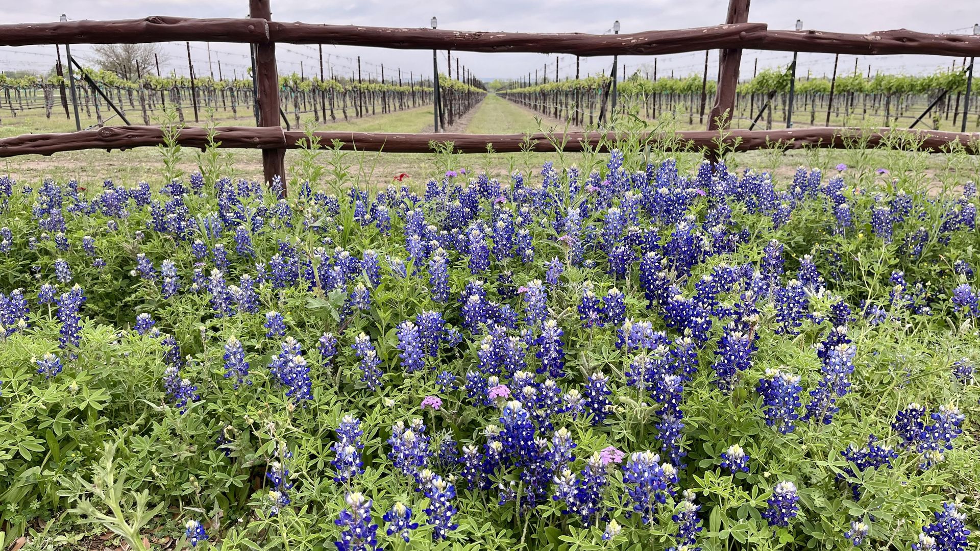 A field of bluebonnets in front of a wooden fence in front of a vineyard.