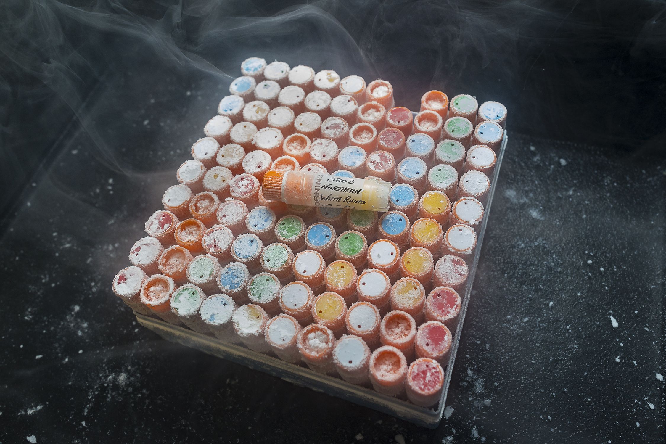 Dozens of frosty vials sit in a container.