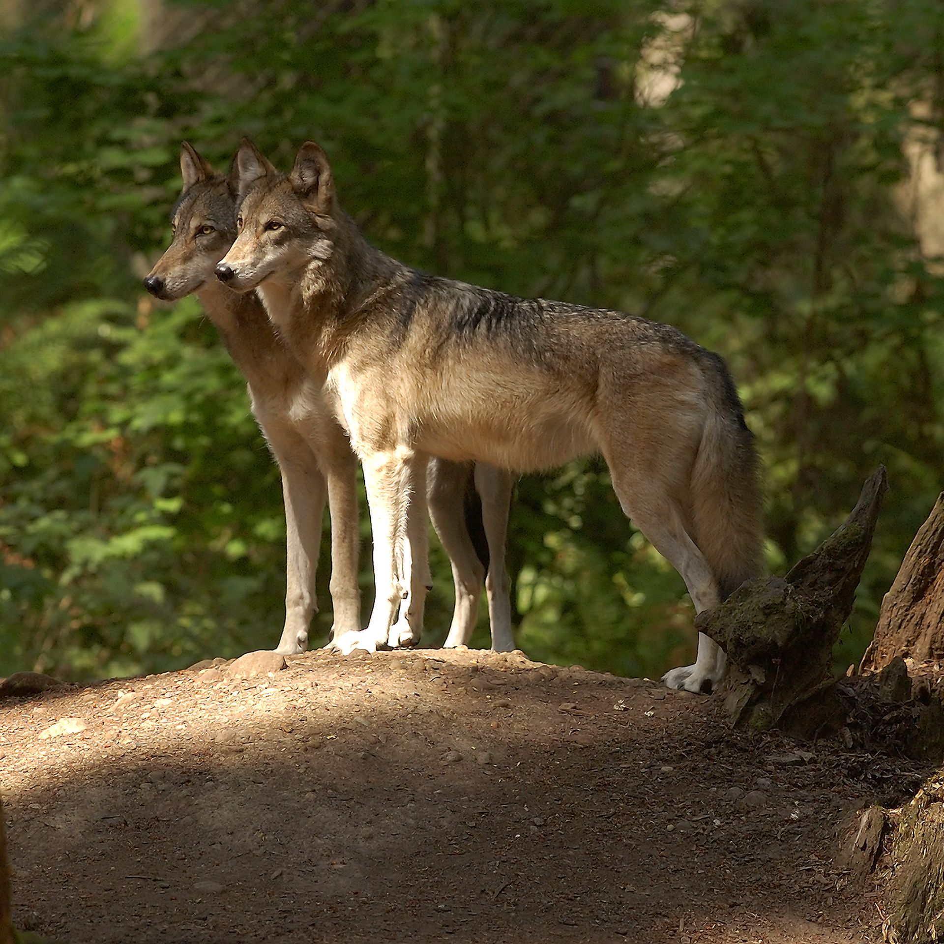 A photo of a pair of juvenile gray wolves in the woods.