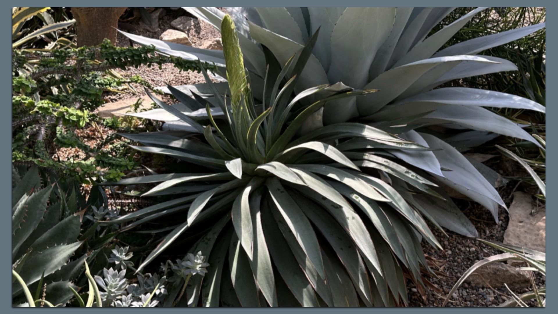 A photo of a death bloom.