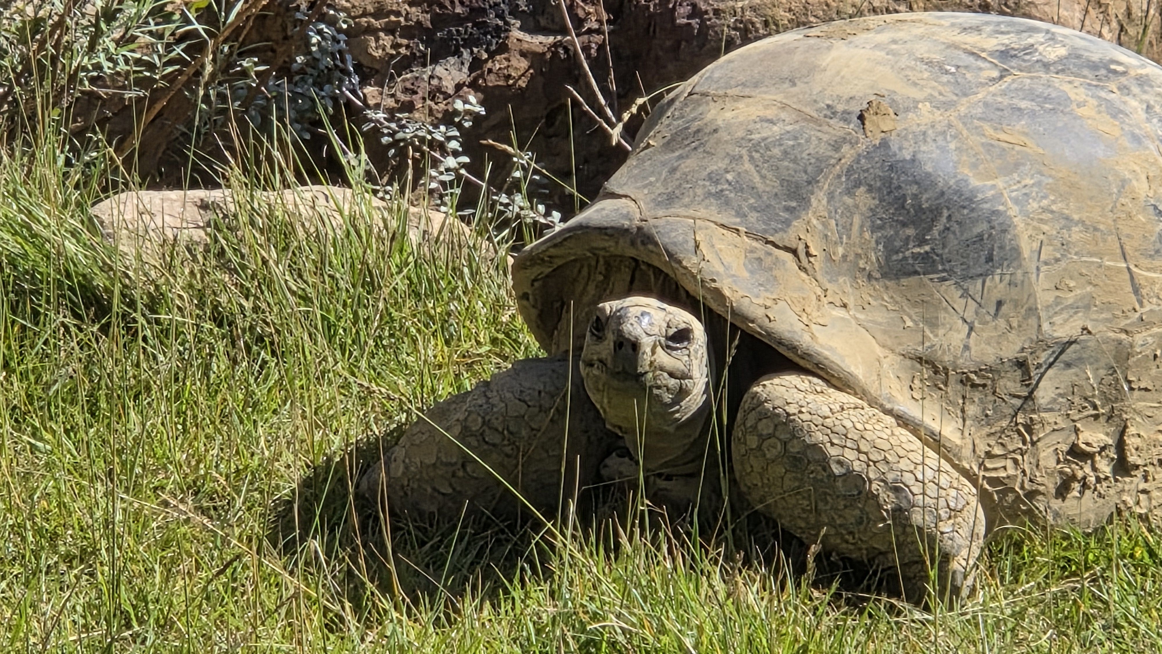 Large tortoise with a worn beige shell rests in tall grass; head and front legs visible, cracked shell and rocky backdrop with dirt and sparse vegetation.