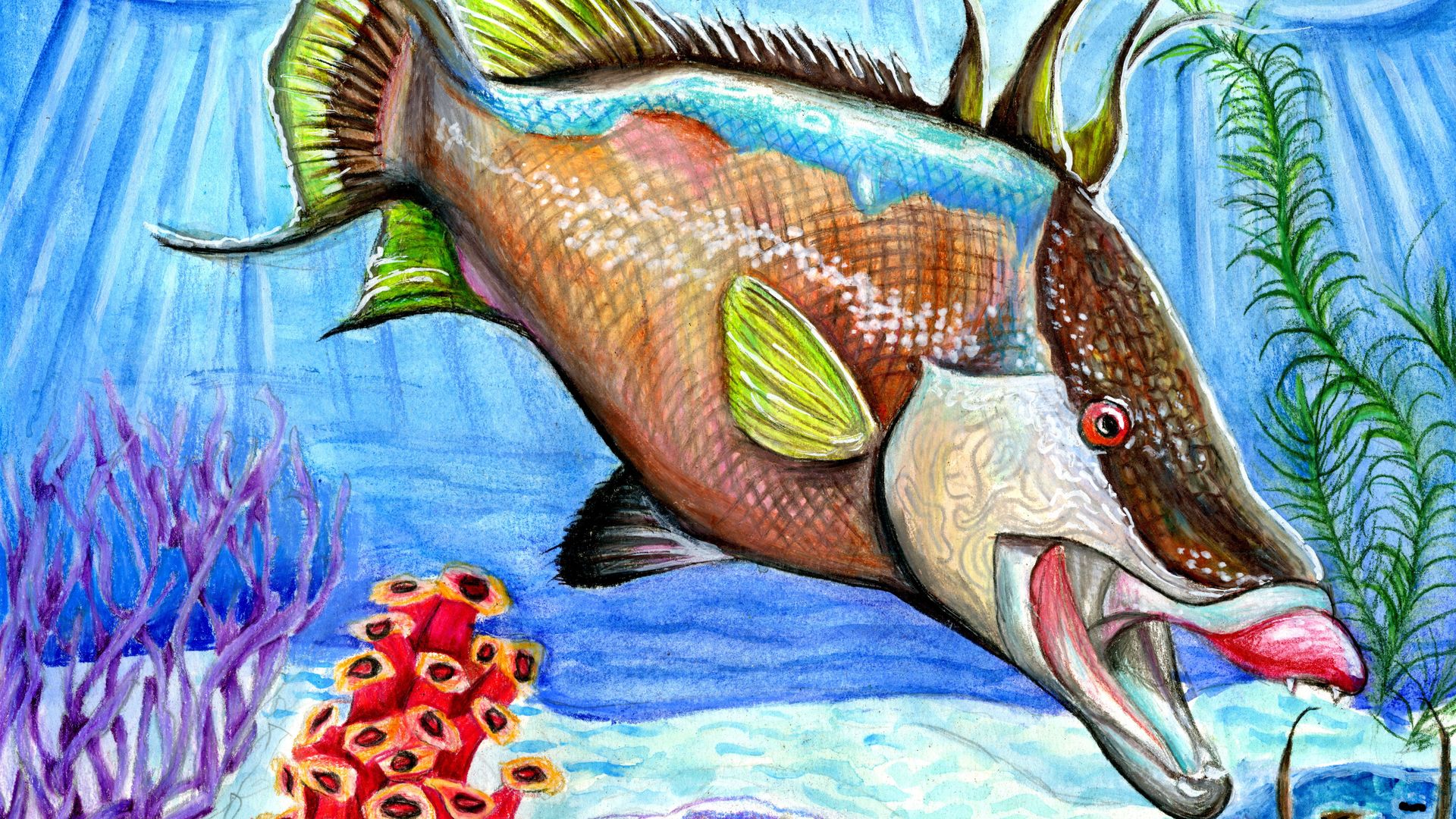 A picture of a fish.