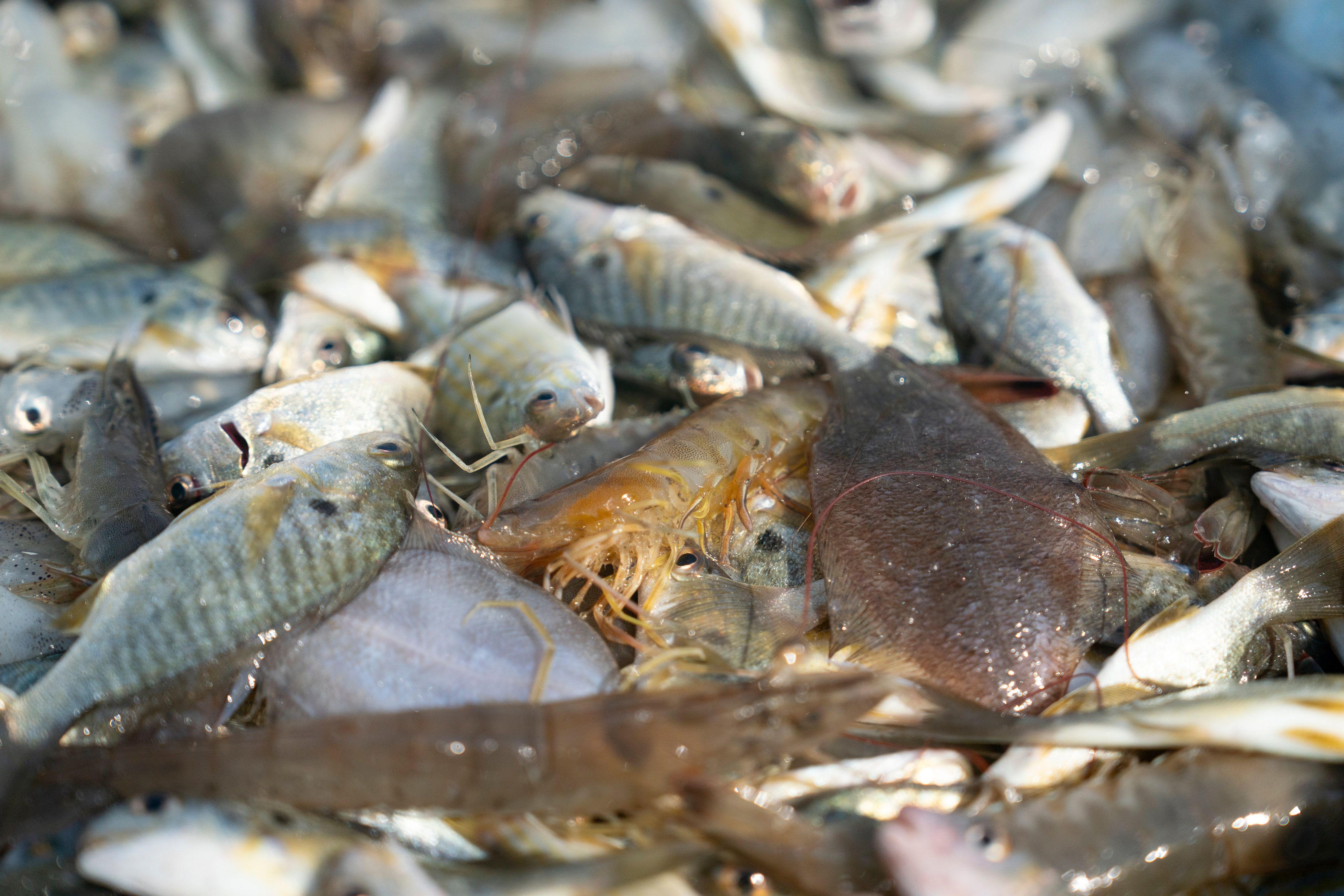 Close up and shrimp and fish on a boat on the North Carolina coast.