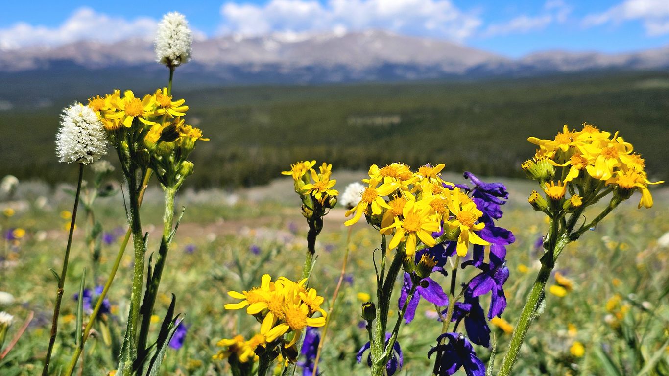 Skip Colorado crowds for Wyoming wildflowers